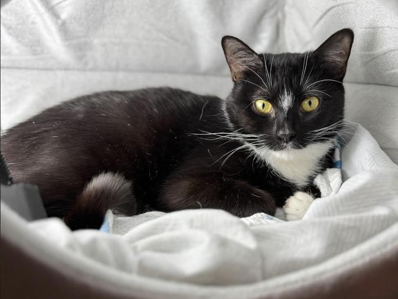 Dolce, ADOPTABLE, Young Female Domestic Short Hair.