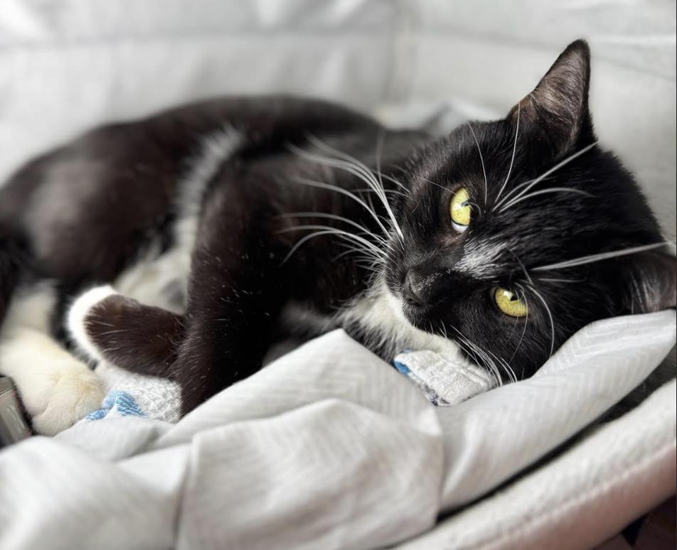 Enlarge Dolce, a ADOPTABLE Domestic Short Hair in Greenburgh, NY image 3/5