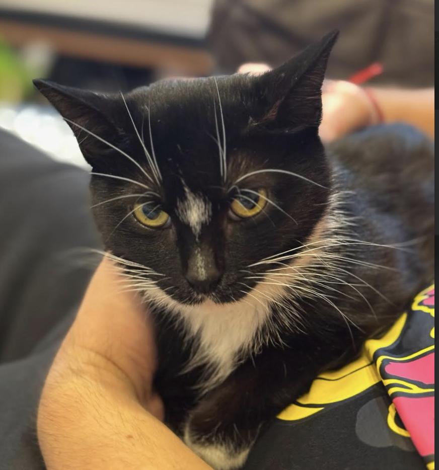 Enlarge Dolce, a ADOPTABLE Domestic Short Hair in Greenburgh, NY image 4/5