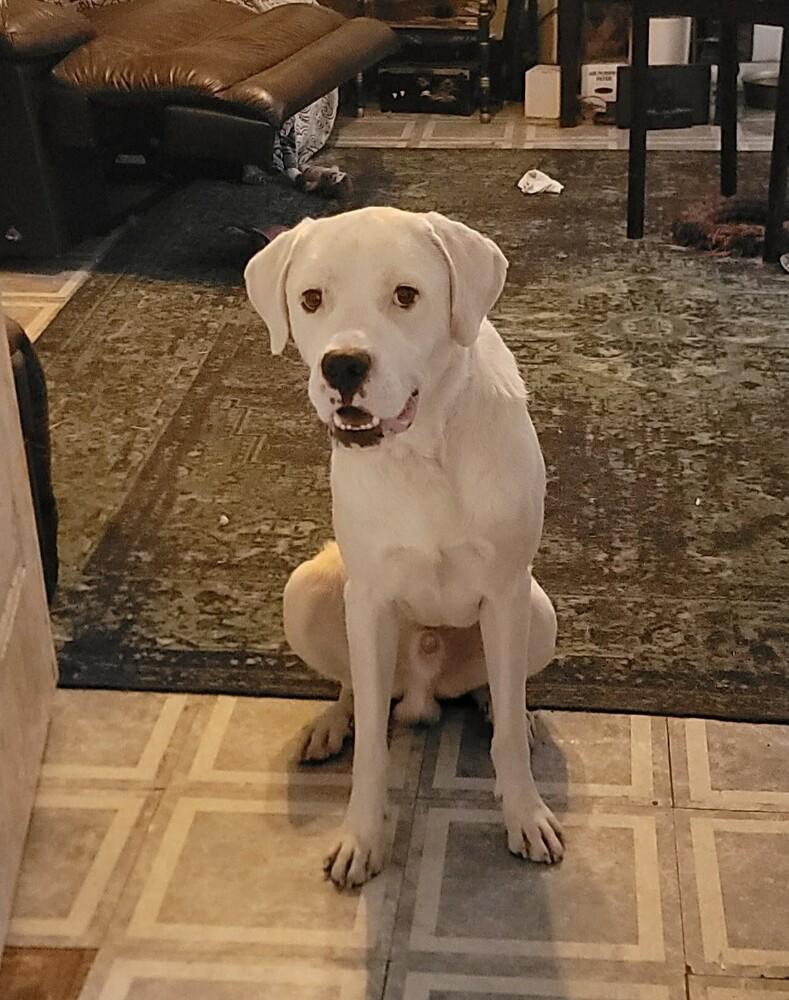 Enlarge Falcor, a Adoptable mixed breed in Peoria, IL image 1/6