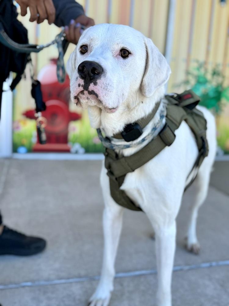 Enlarge Falcor, a Adoptable mixed breed in Peoria, IL image 2/6