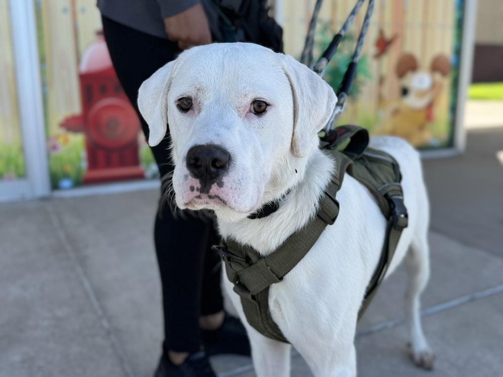Enlarge Falcor, a Adoptable mixed breed in Peoria, IL image 3/6