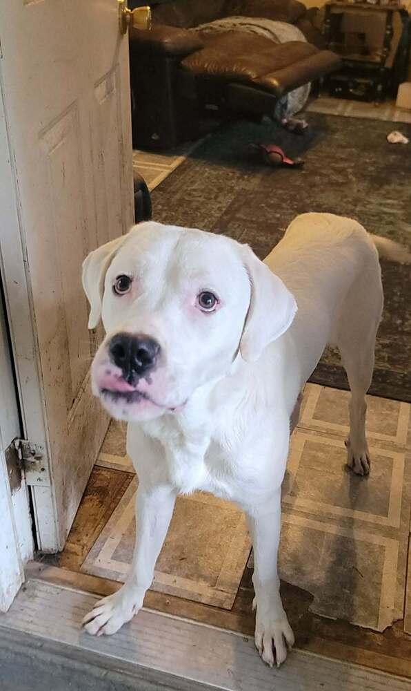 Enlarge Falcor, a Adoptable mixed breed in Peoria, IL image 5/6