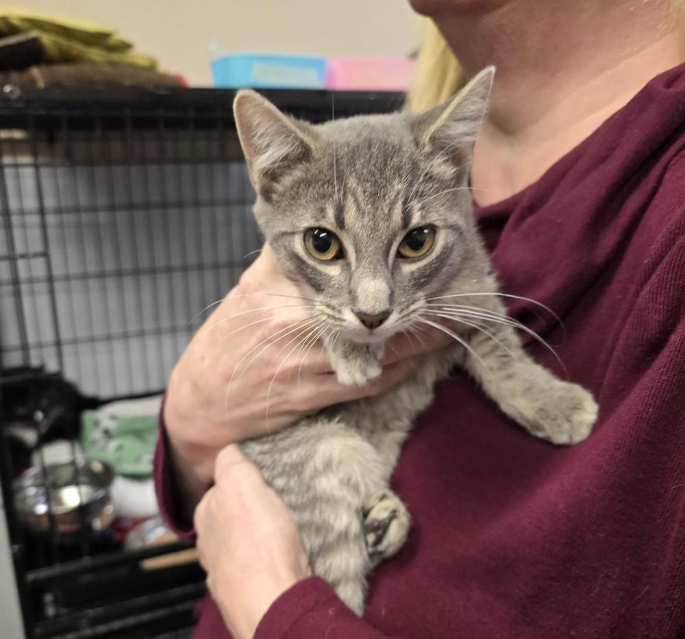 MACY, Adopted, Kitten Female Domestic Short Hair.