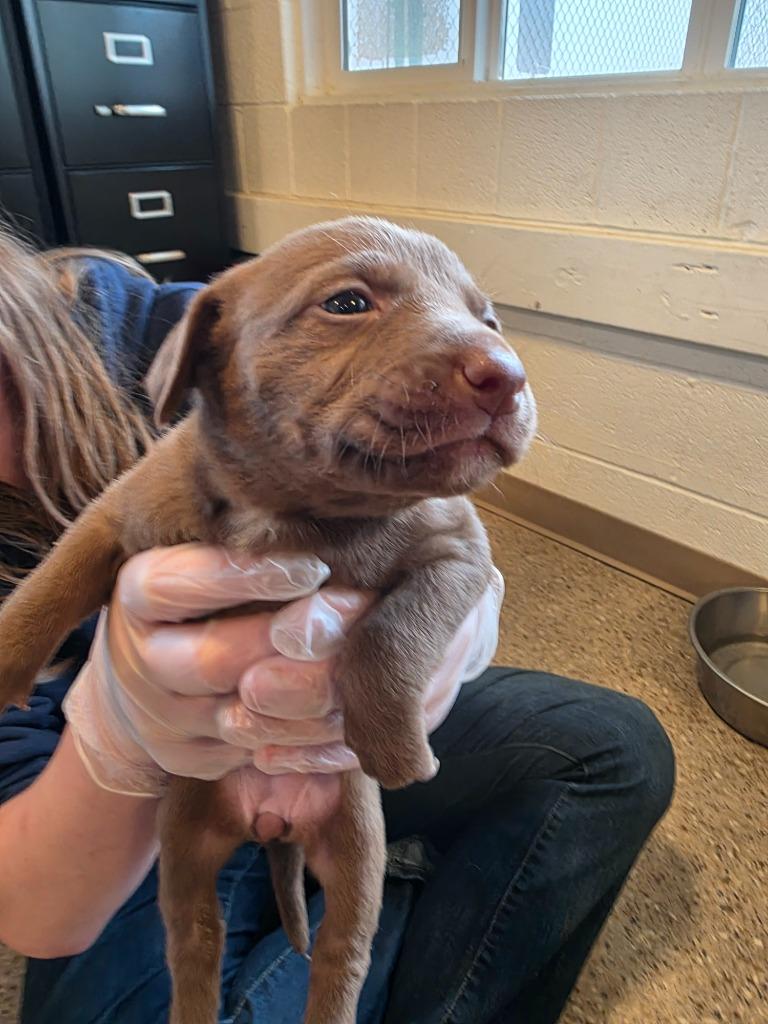 Enlarge Henna, a Adoptable mixed breed in Gold Beach, OR image 1/1