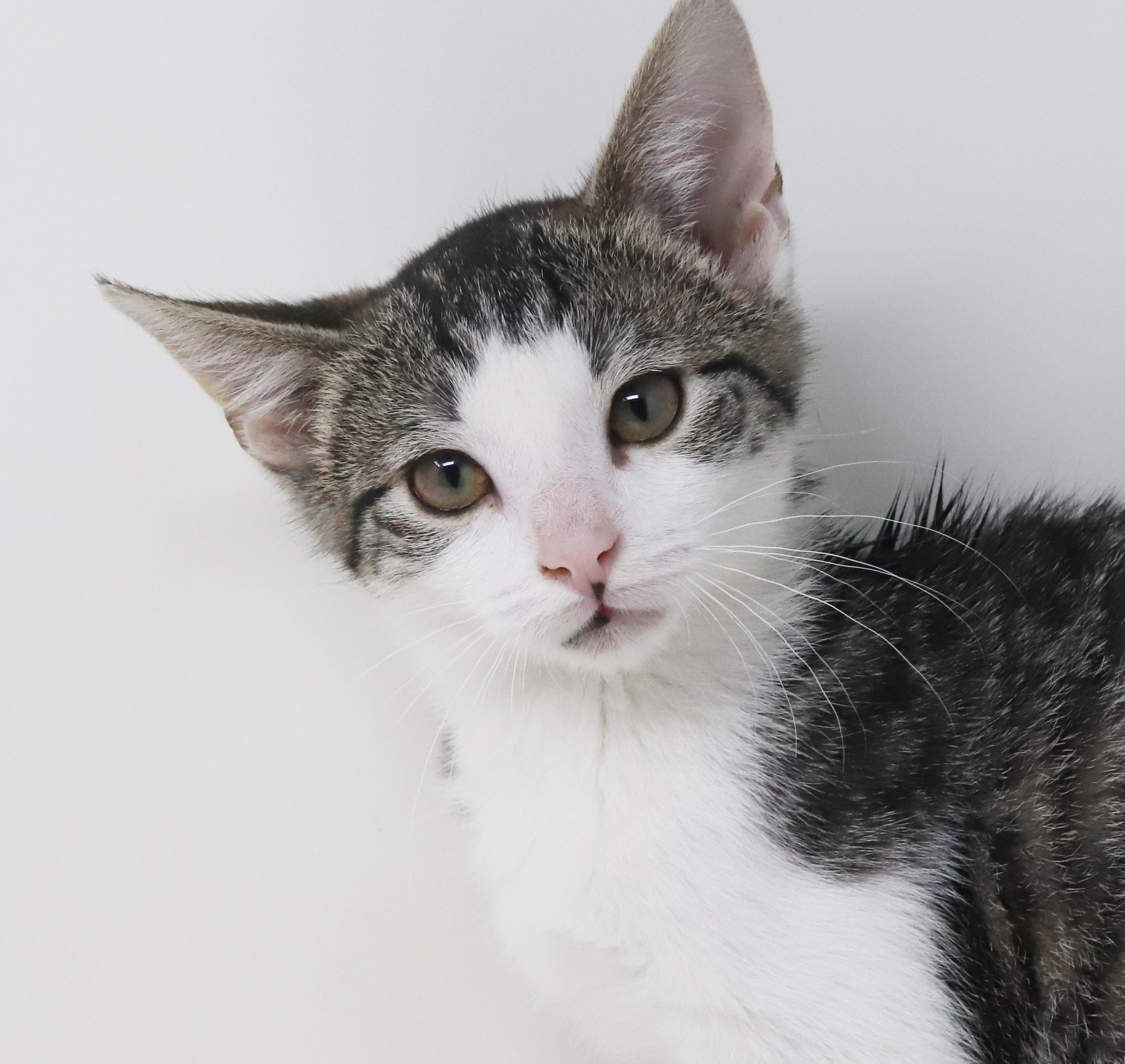 Enlarge Ron Weasley! Wonderful wonderful wonderful - even if name is silly lol!  Tiny tot!, an adopted mixed breed in Bedford Hills, NY image 3/6