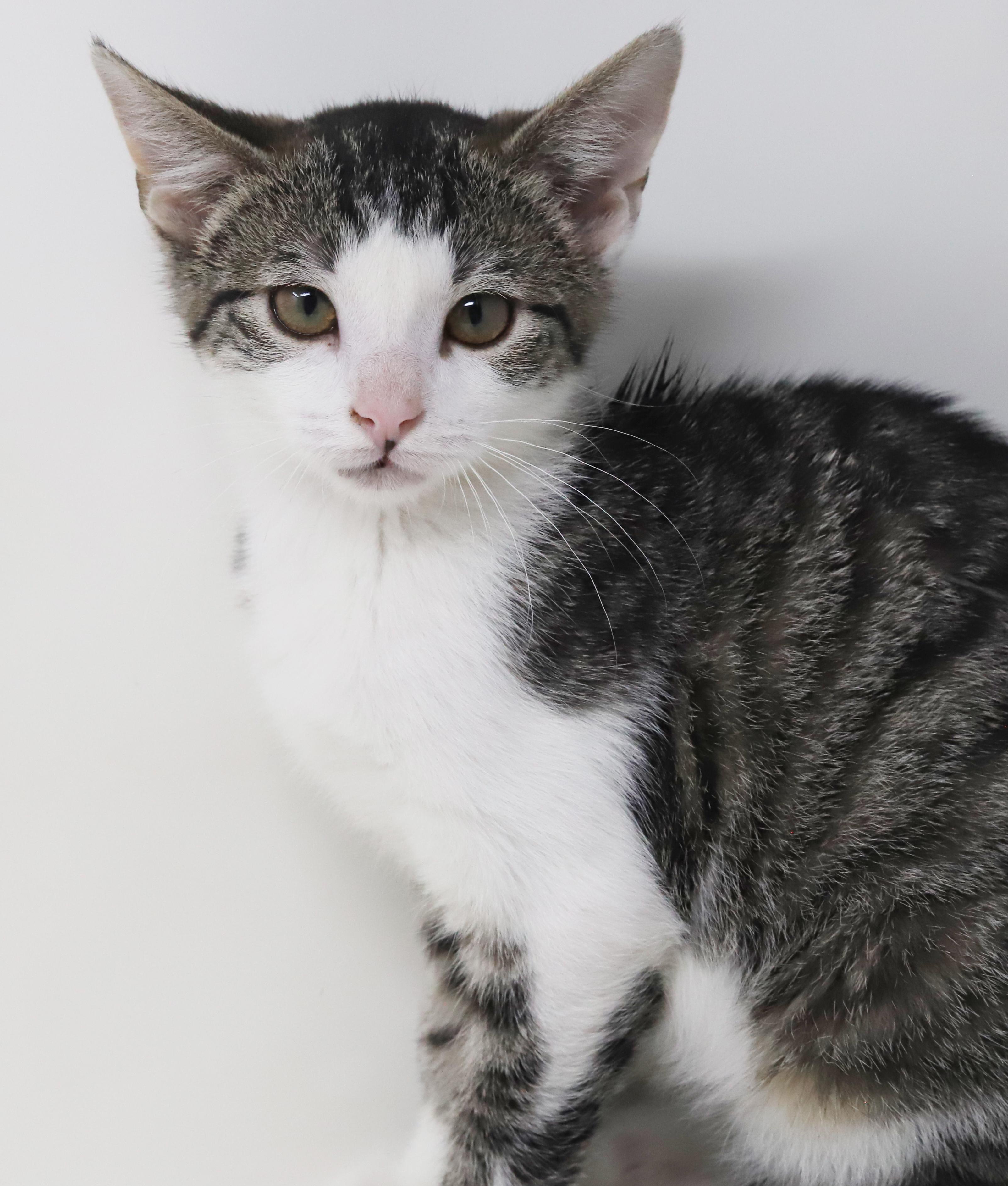 Enlarge Ron Weasley! Wonderful wonderful wonderful - even if name is silly lol!  Tiny tot!, an adopted mixed breed in Bedford Hills, NY image 6/6