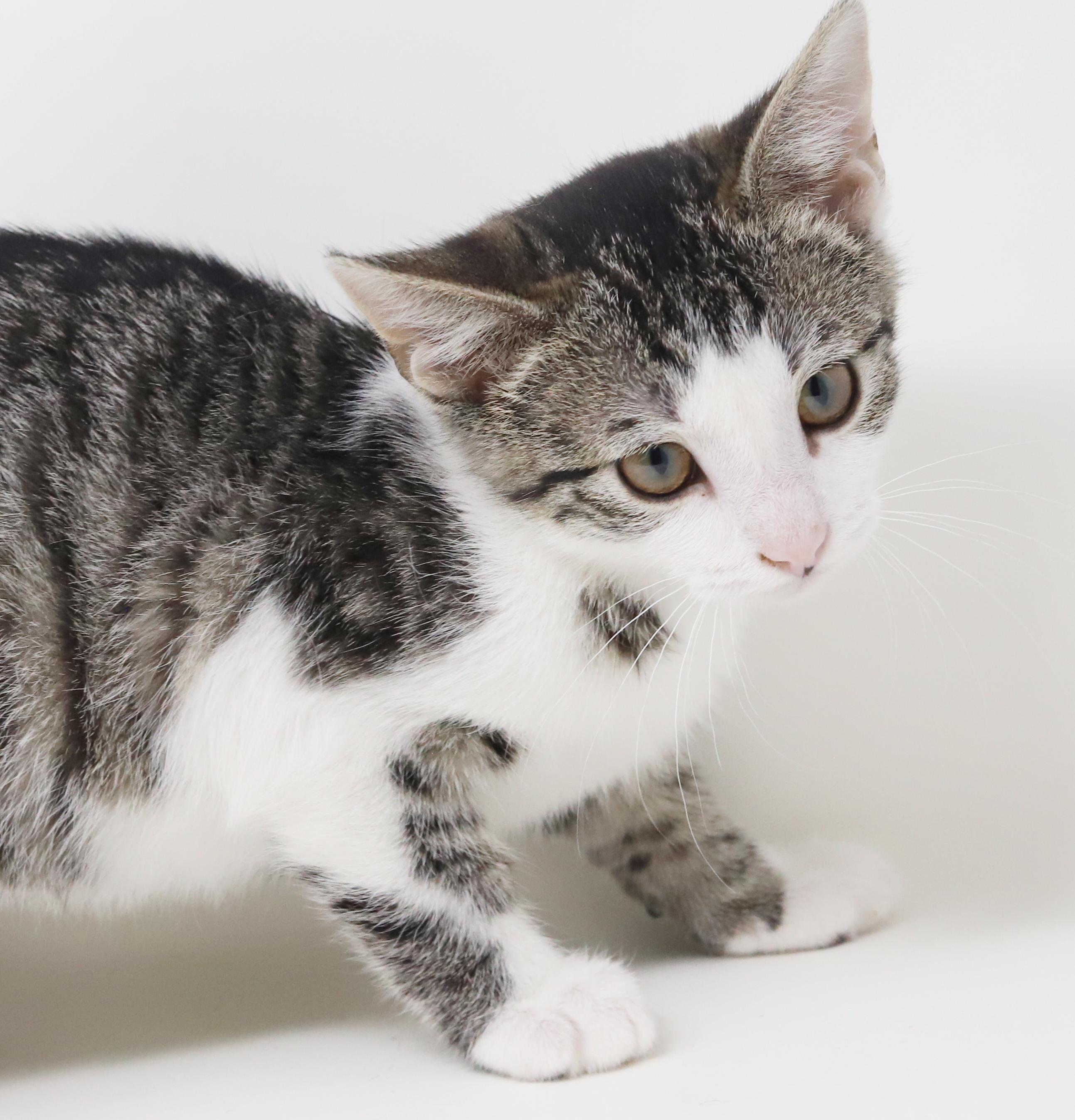 Enlarge Ron Weasley! Wonderful wonderful wonderful - even if name is silly lol!  Tiny tot!, an adopted mixed breed in Bedford Hills, NY image 4/6