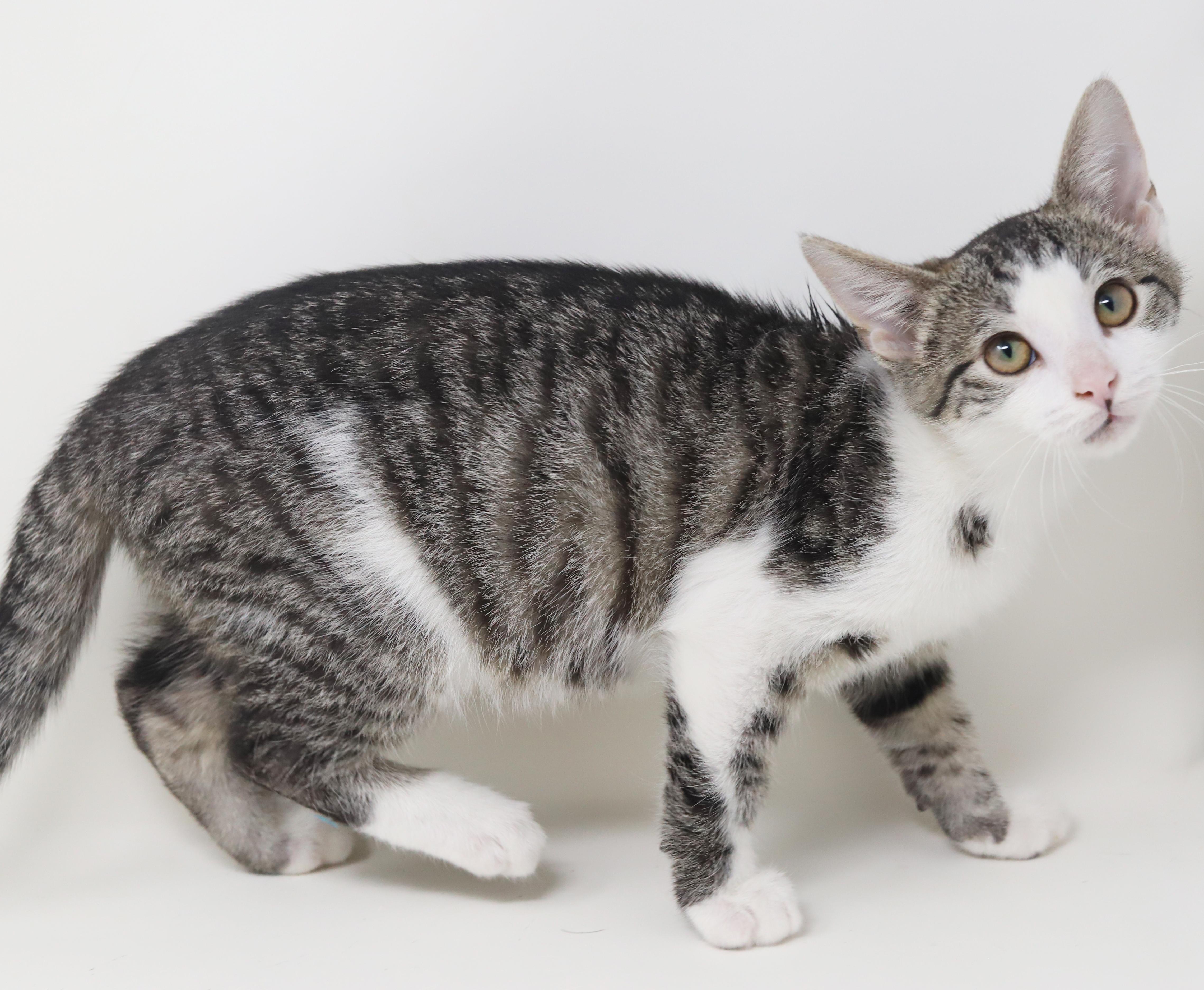 Enlarge Ron Weasley! Wonderful wonderful wonderful - even if name is silly lol!  Tiny tot!, an adopted mixed breed in Bedford Hills, NY image 5/6