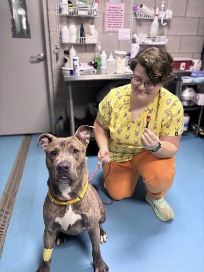 Uno, Adoptable, Young Male Mixed Breed & Mixed Breed.