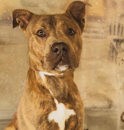 Enlarge Uno, a Adoptable Mixed Breed in Hobart, IN image 1/3