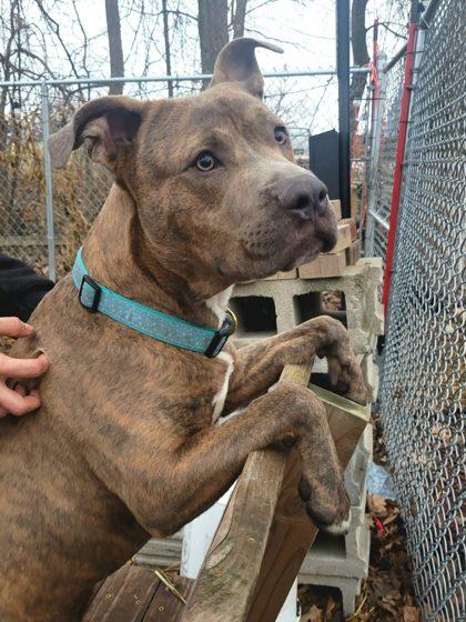 Uno, Adoptable, Young Male Mixed Breed & Mixed Breed.