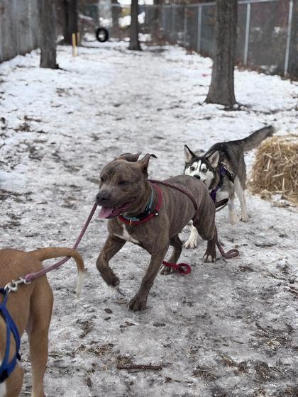 Enlarge Uno, a Adoptable Mixed Breed in Hobart, IN image 2/3