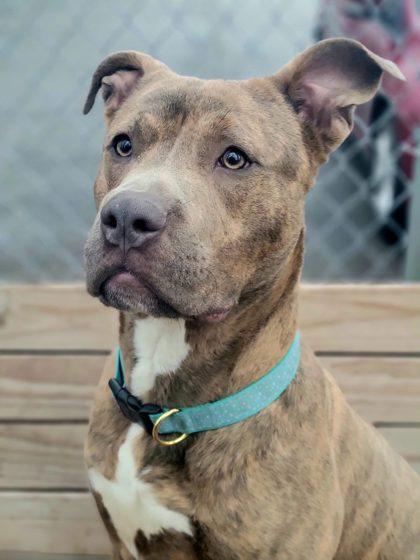 Uno, a Adoptable Mixed Breed in Hobart, IN image 3/3