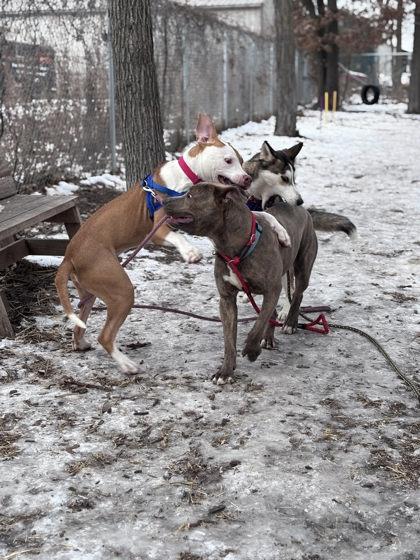 Enlarge Uno, a Adoptable Mixed Breed in Hobart, IN image 3/3