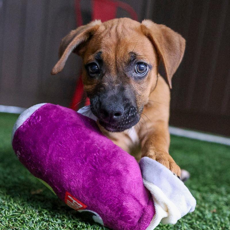 Enlarge Thin Mints, a Adoptable Retriever in Bradenton, FL image 1/1