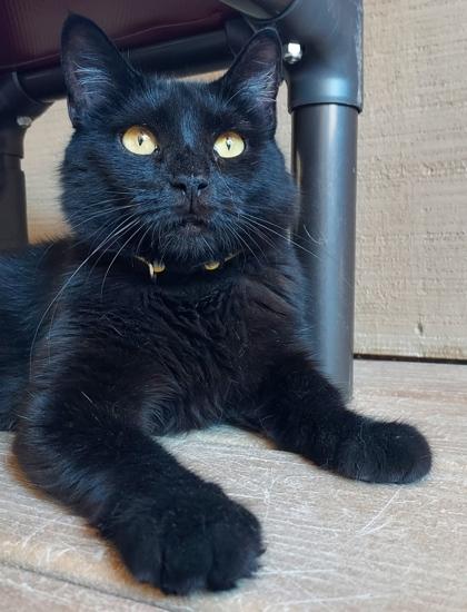Anise, a Adoptable Domestic Short Hair in Bloomsburg, PA image 1/3