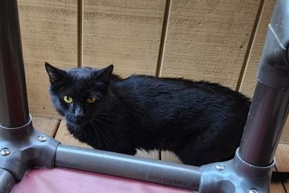 Anise, a Adoptable Domestic Short Hair in Bloomsburg, PA image 2/3