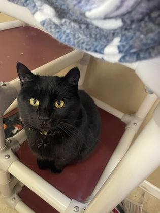 Anise, a Adoptable Domestic Short Hair in Bloomsburg, PA image 3/3