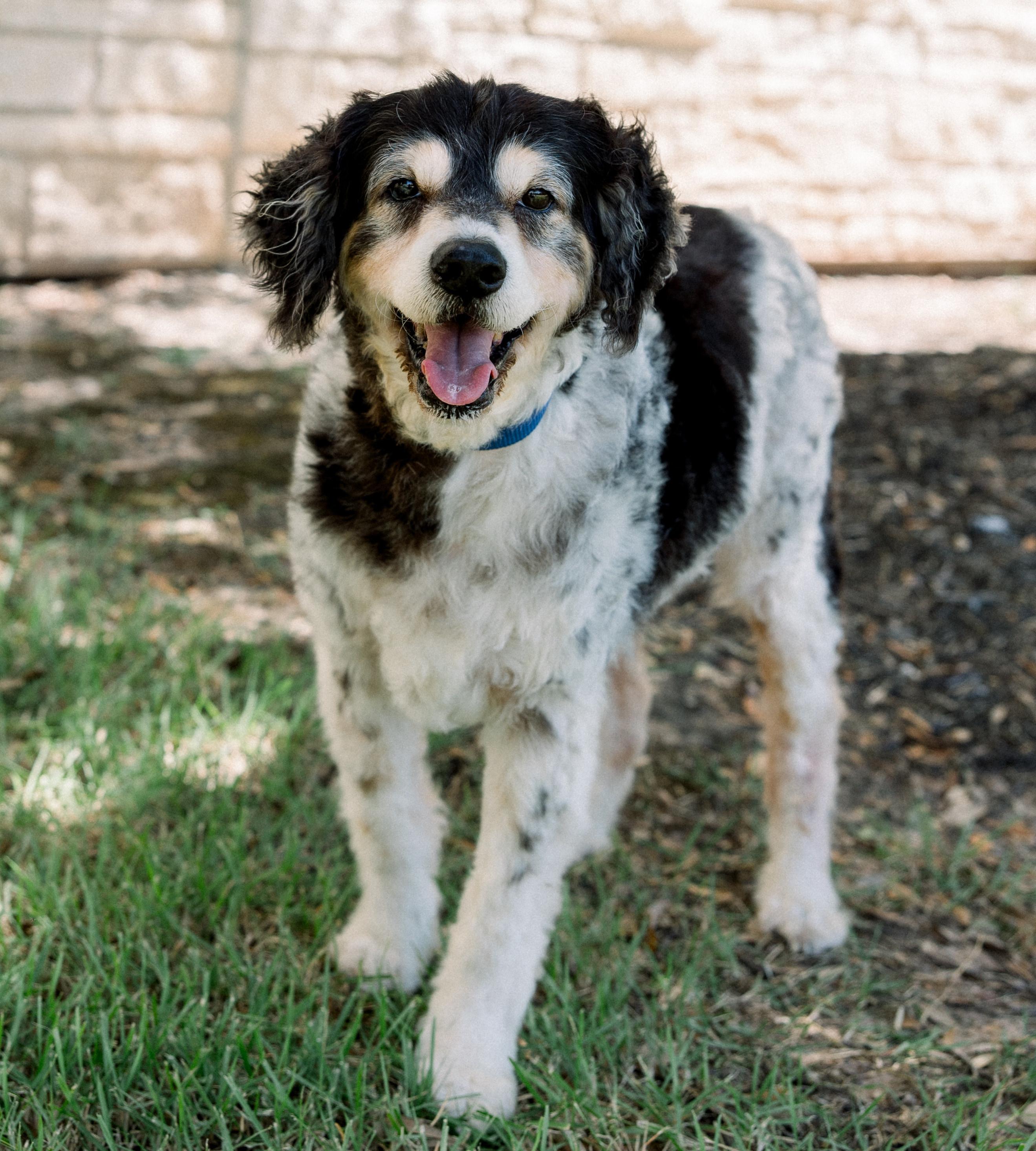 Riley, adopted, Senior Male English Springer Spaniel.