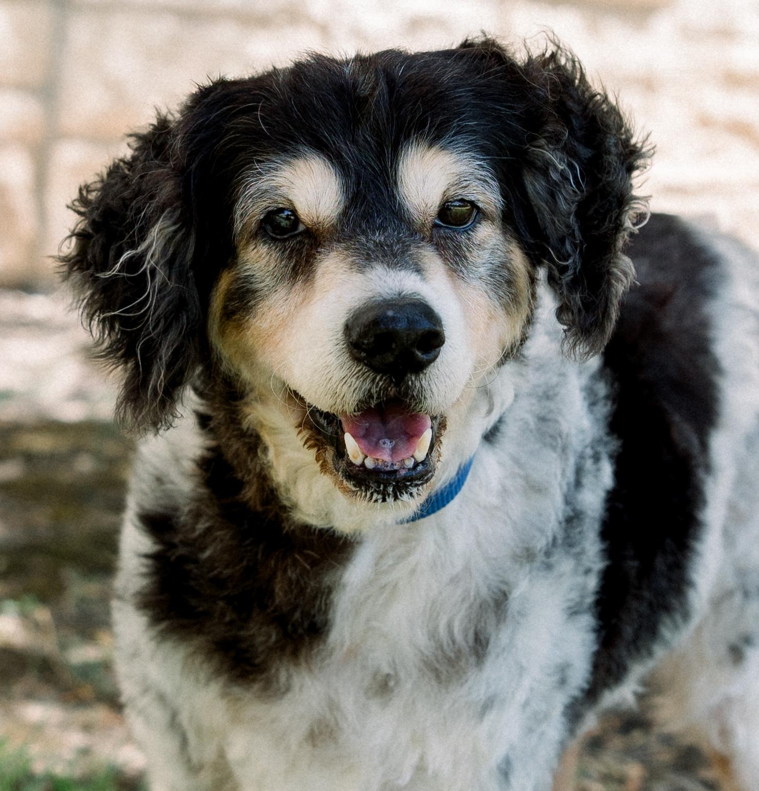Riley, an adopted mixed breed in Bryan, TX image 2/4