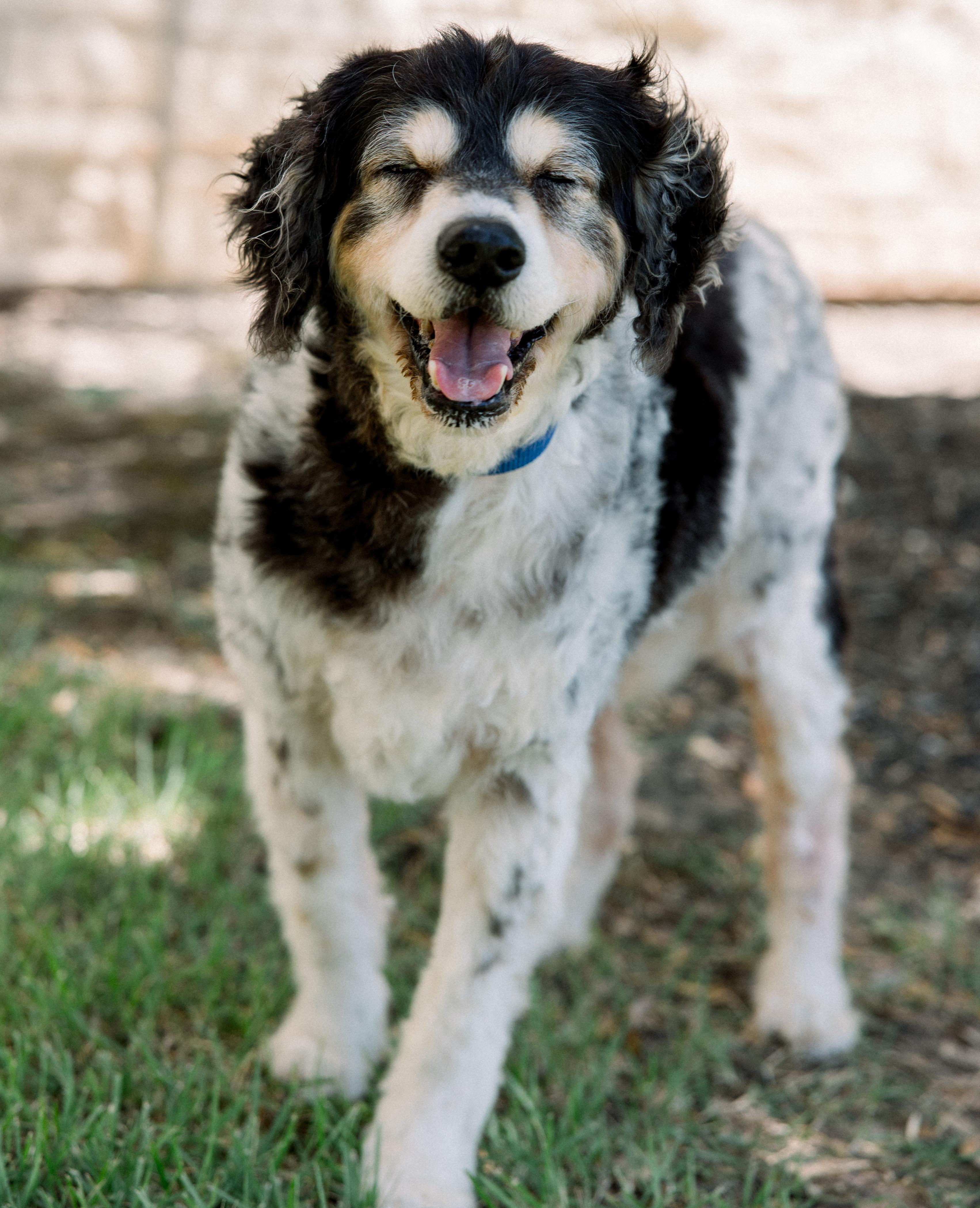 Riley, an adopted mixed breed in Bryan, TX image 4/4