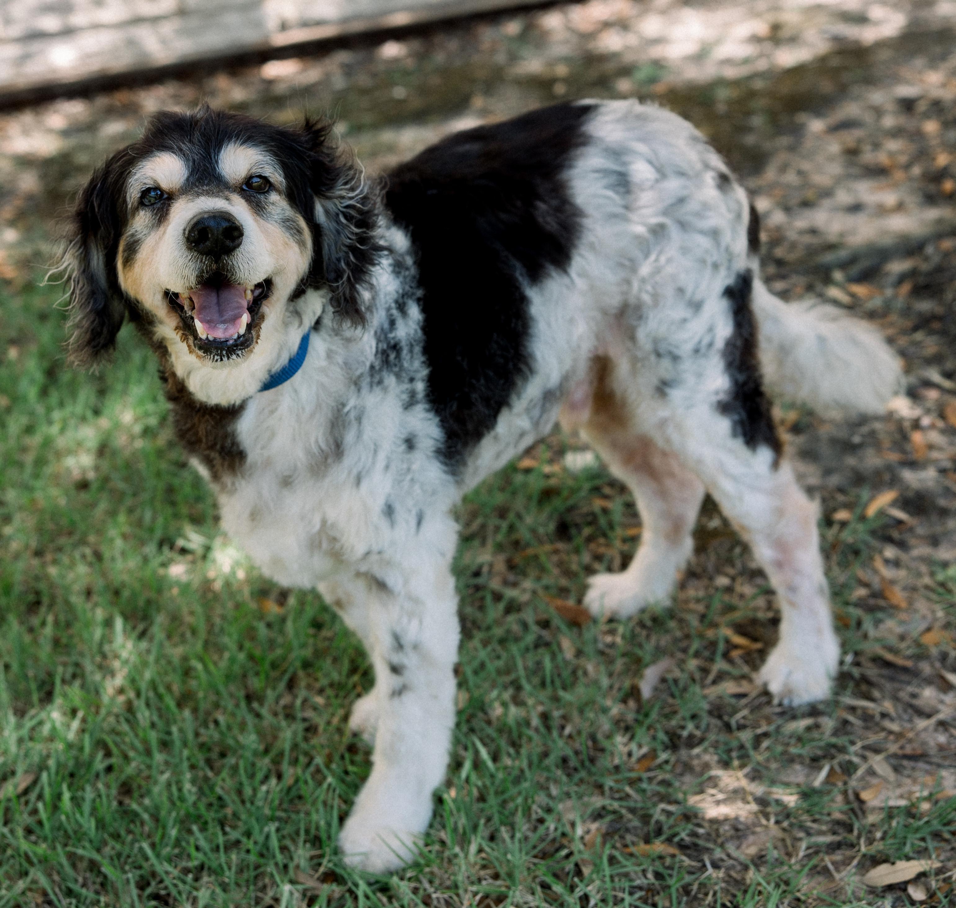 Riley, an adopted mixed breed in Bryan, TX image 3/4