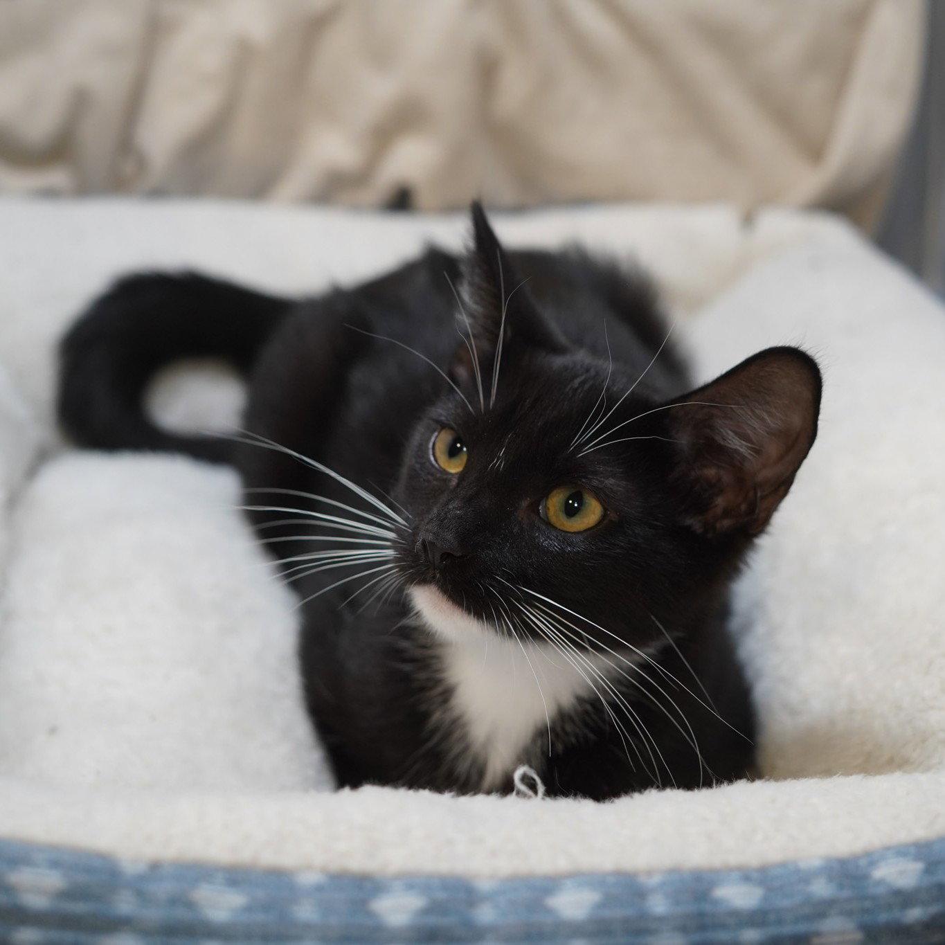 Baylee, Adoptable, Kitten Female Tuxedo & Domestic Short Hair.