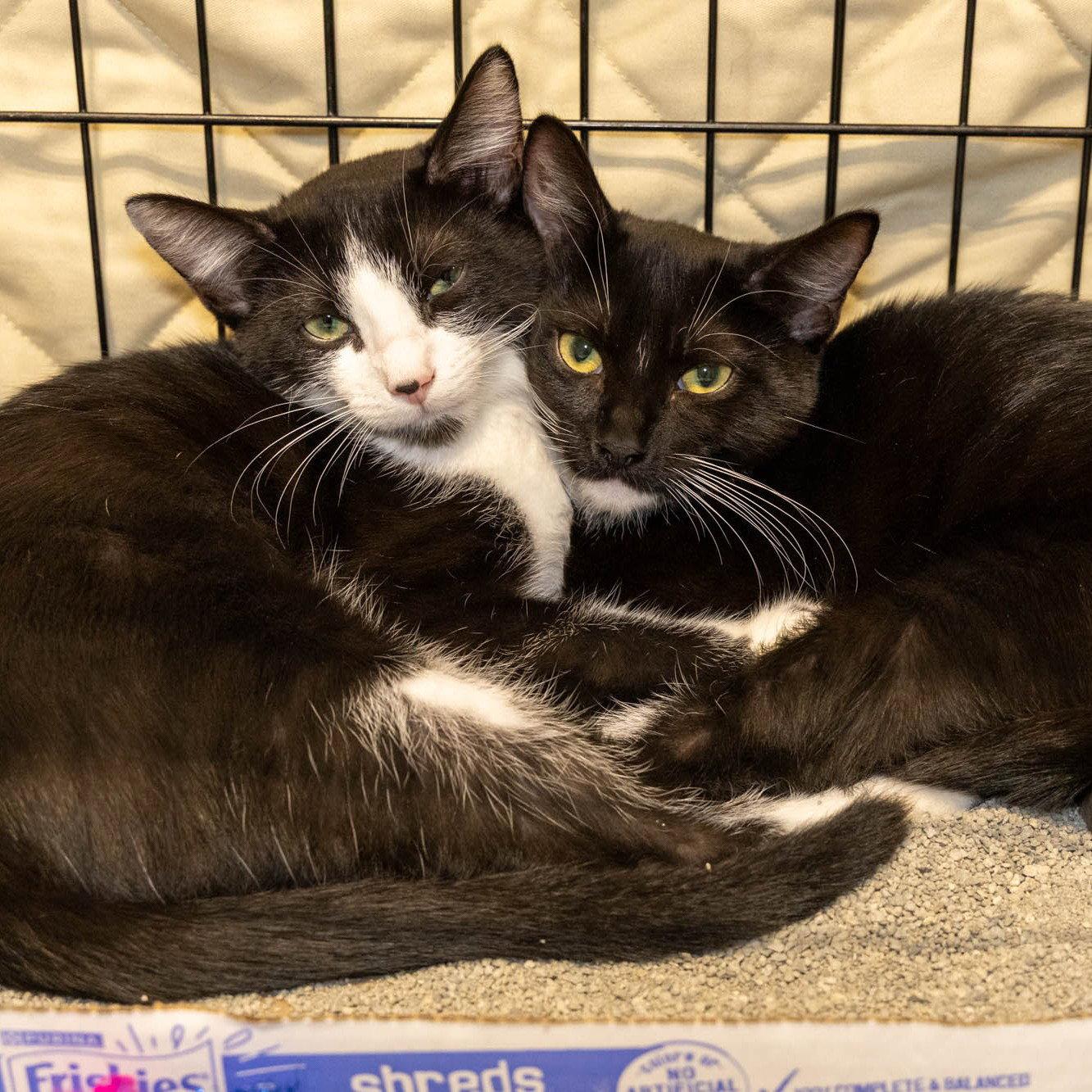 Enlarge Baylee, a Adoptable mixed breed in Garland, TX image 3/3
