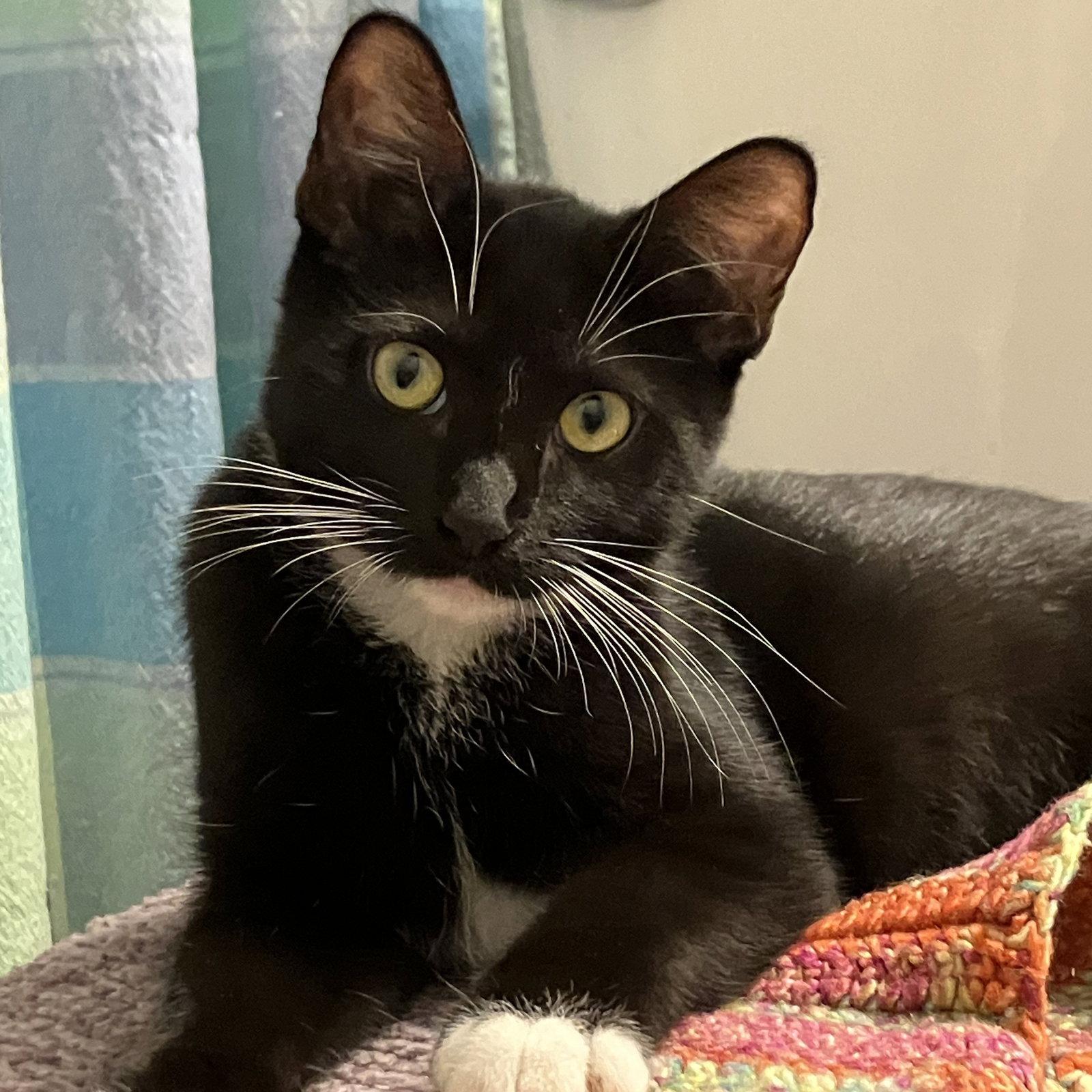 Enlarge Baylee, a Adoptable mixed breed in Garland, TX image 2/3
