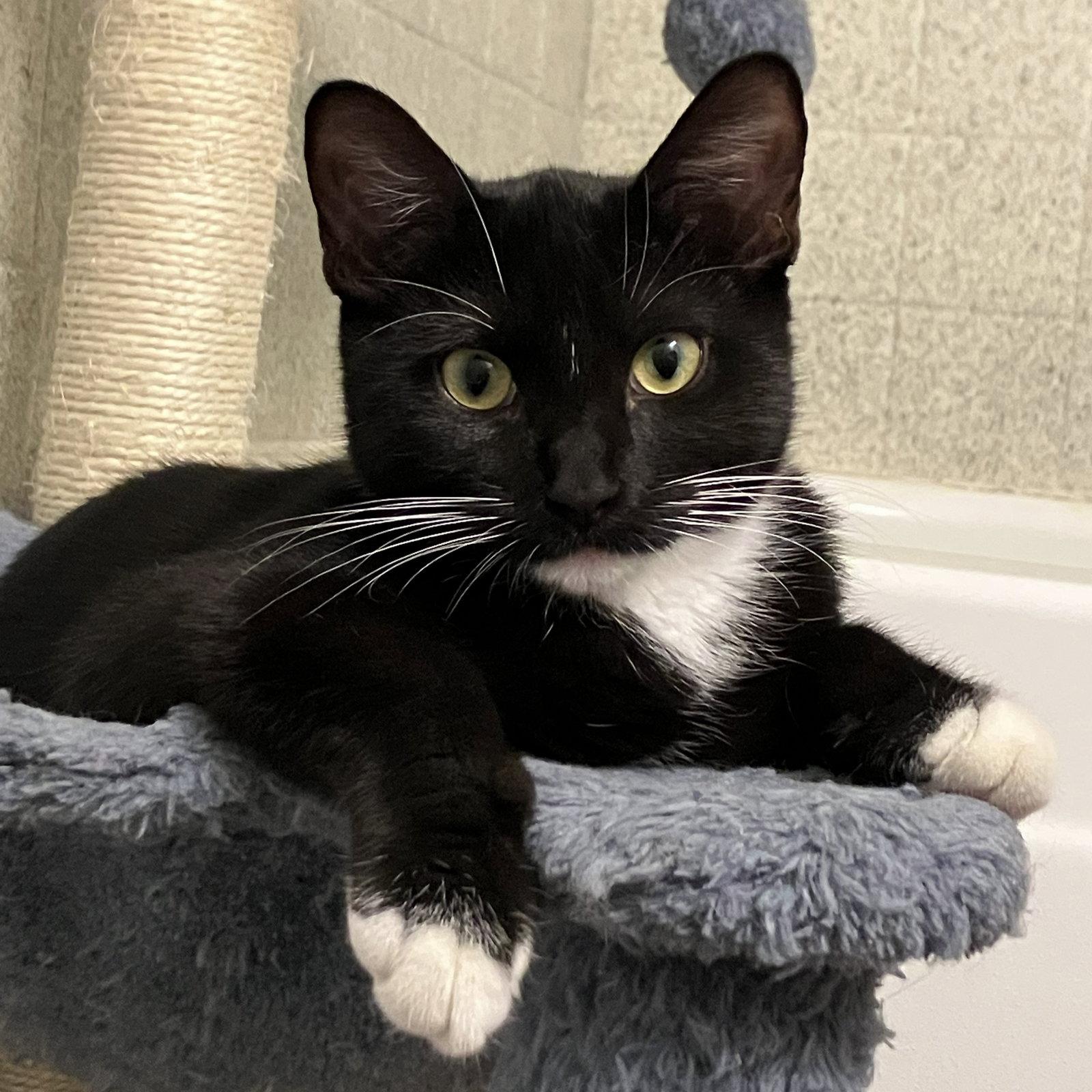Baylee, Adoptable, Kitten Female Tuxedo & Domestic Short Hair.