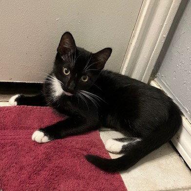 Enlarge Baylee, a Adoptable mixed breed in Garland, TX image 2/3