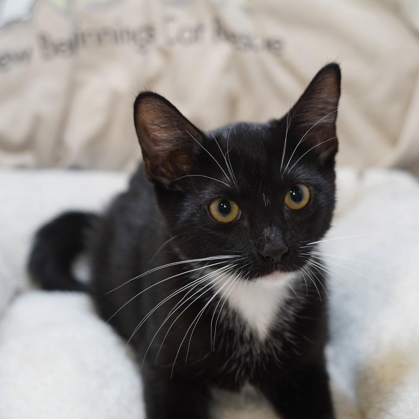 Enlarge Baylee, a Adoptable mixed breed in Garland, TX image 3/3