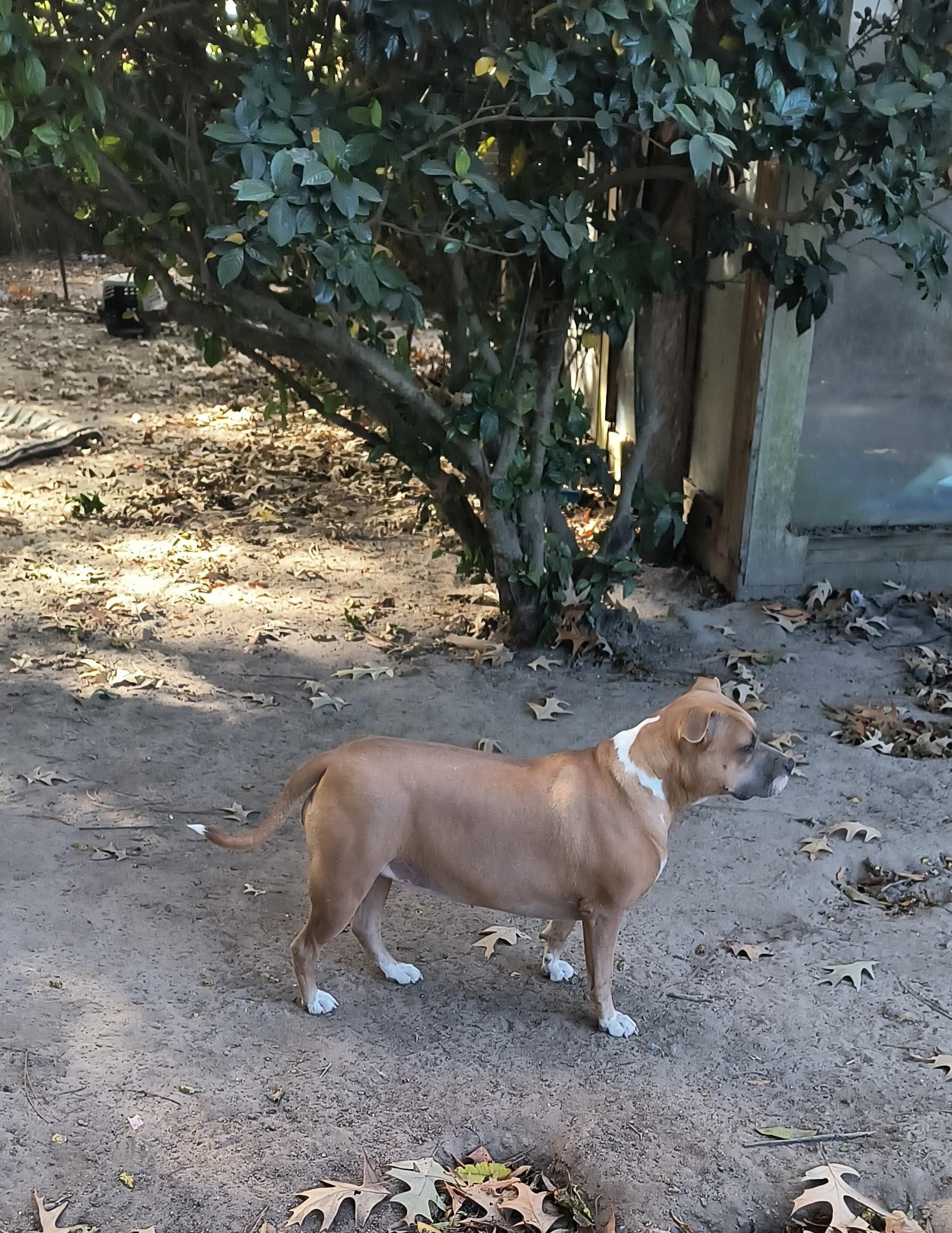Enlarge Annie, a ADOPTABLE mixed breed in Chesapeake, VA image 2/6