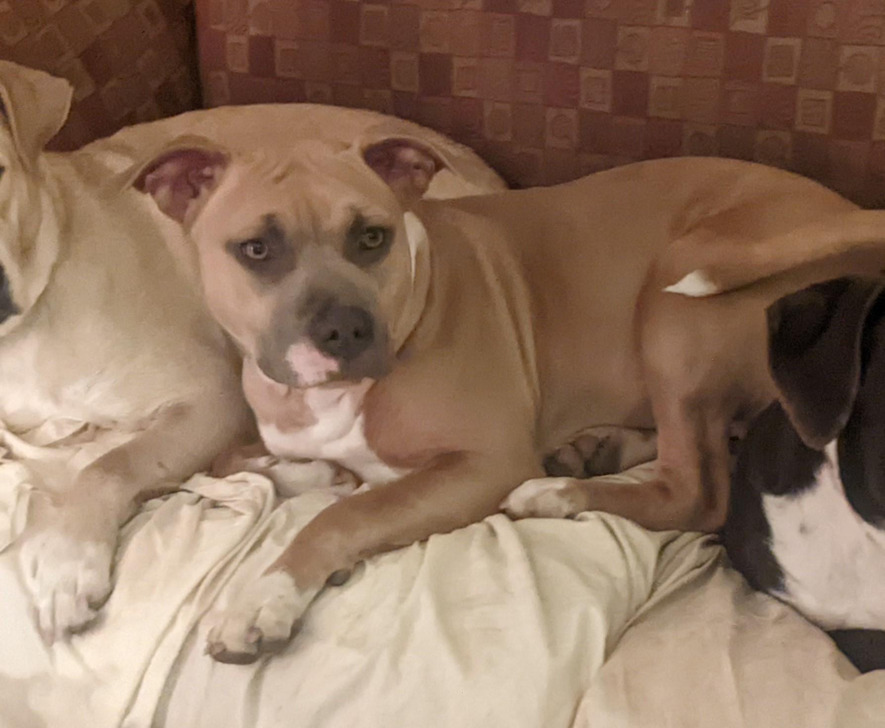 Annie, ADOPTABLE, Young Female American Bully.