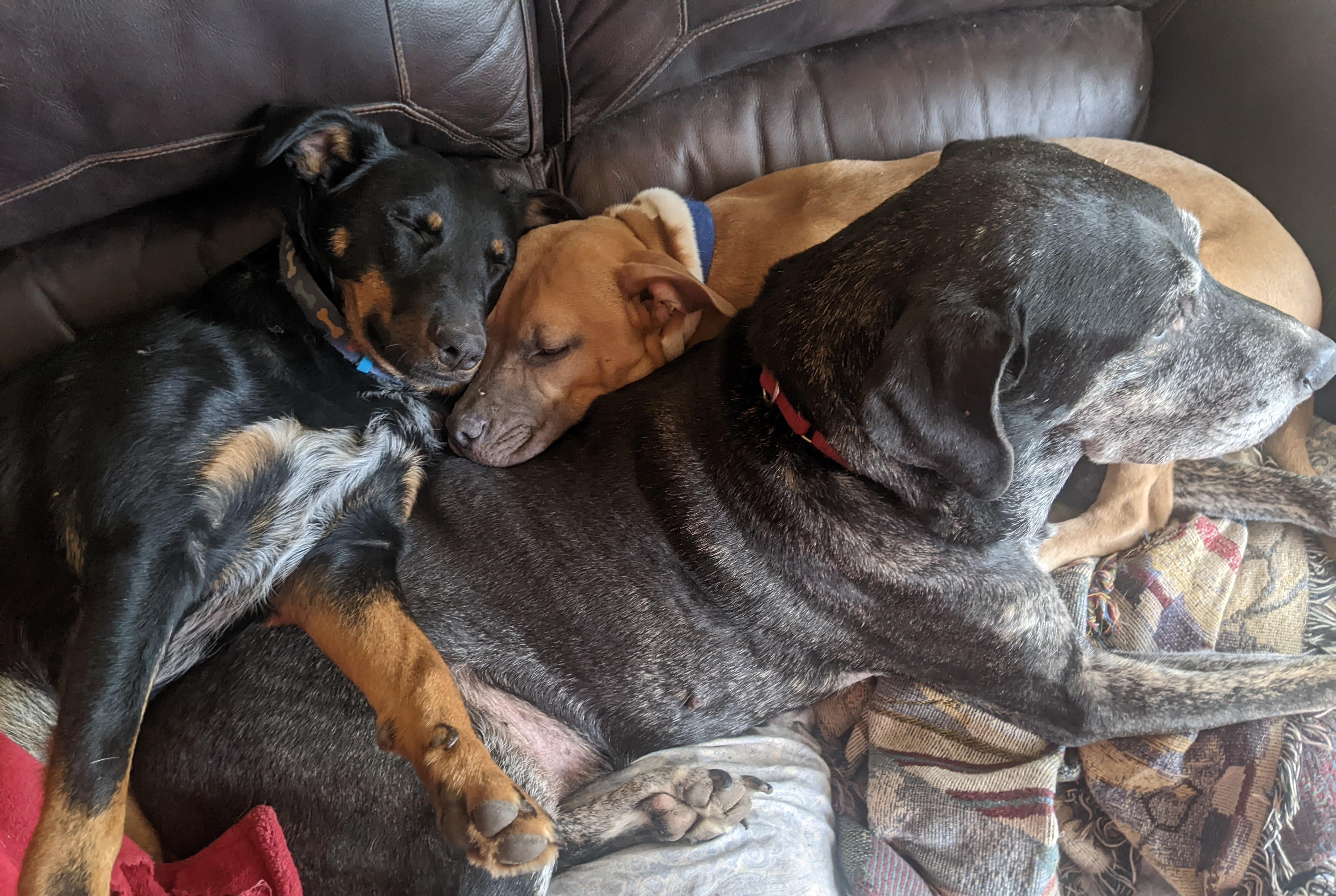 Enlarge Annie, a ADOPTABLE mixed breed in Chesapeake, VA image 3/6