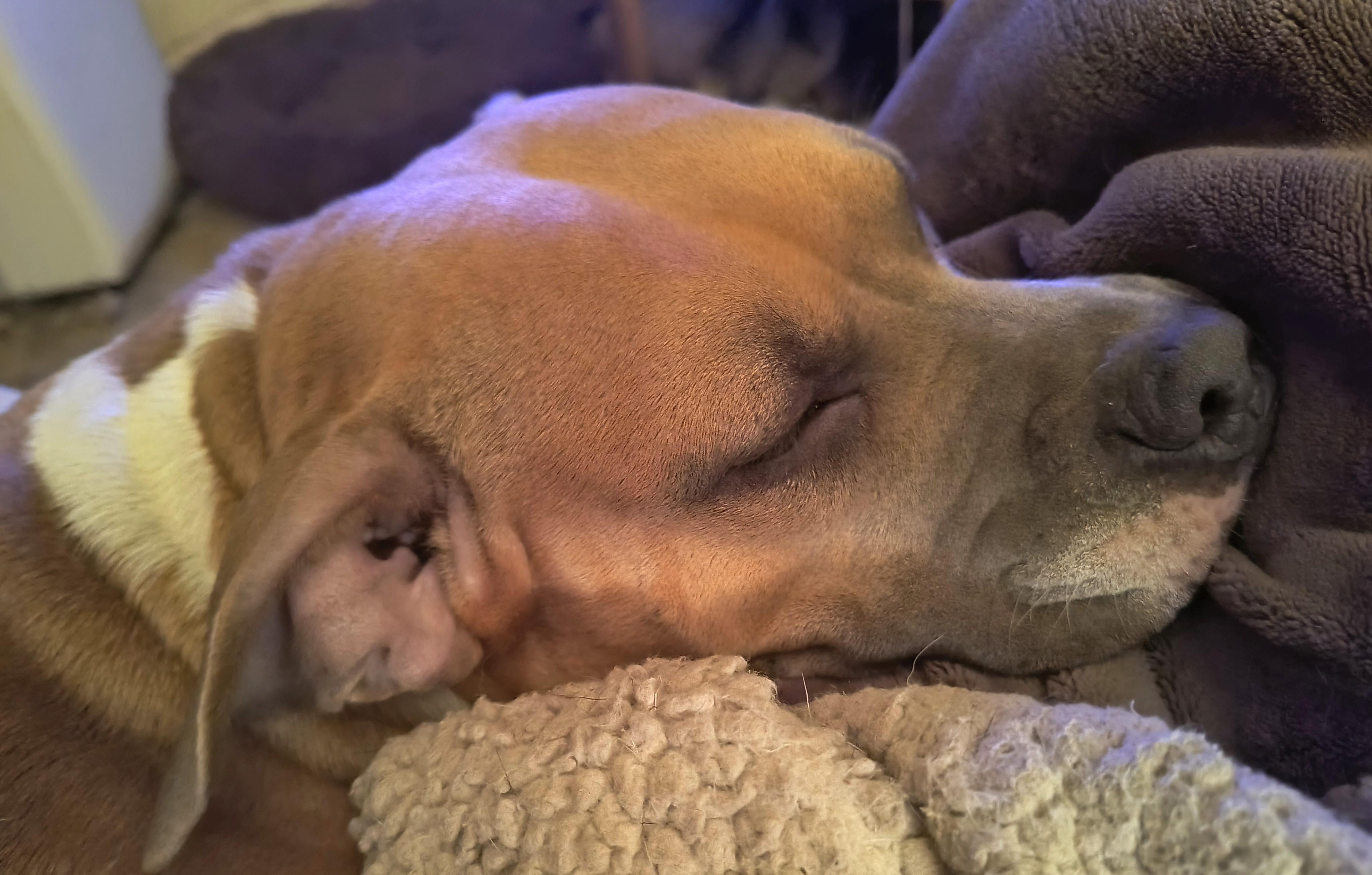Enlarge Annie, a ADOPTABLE mixed breed in Chesapeake, VA image 5/6