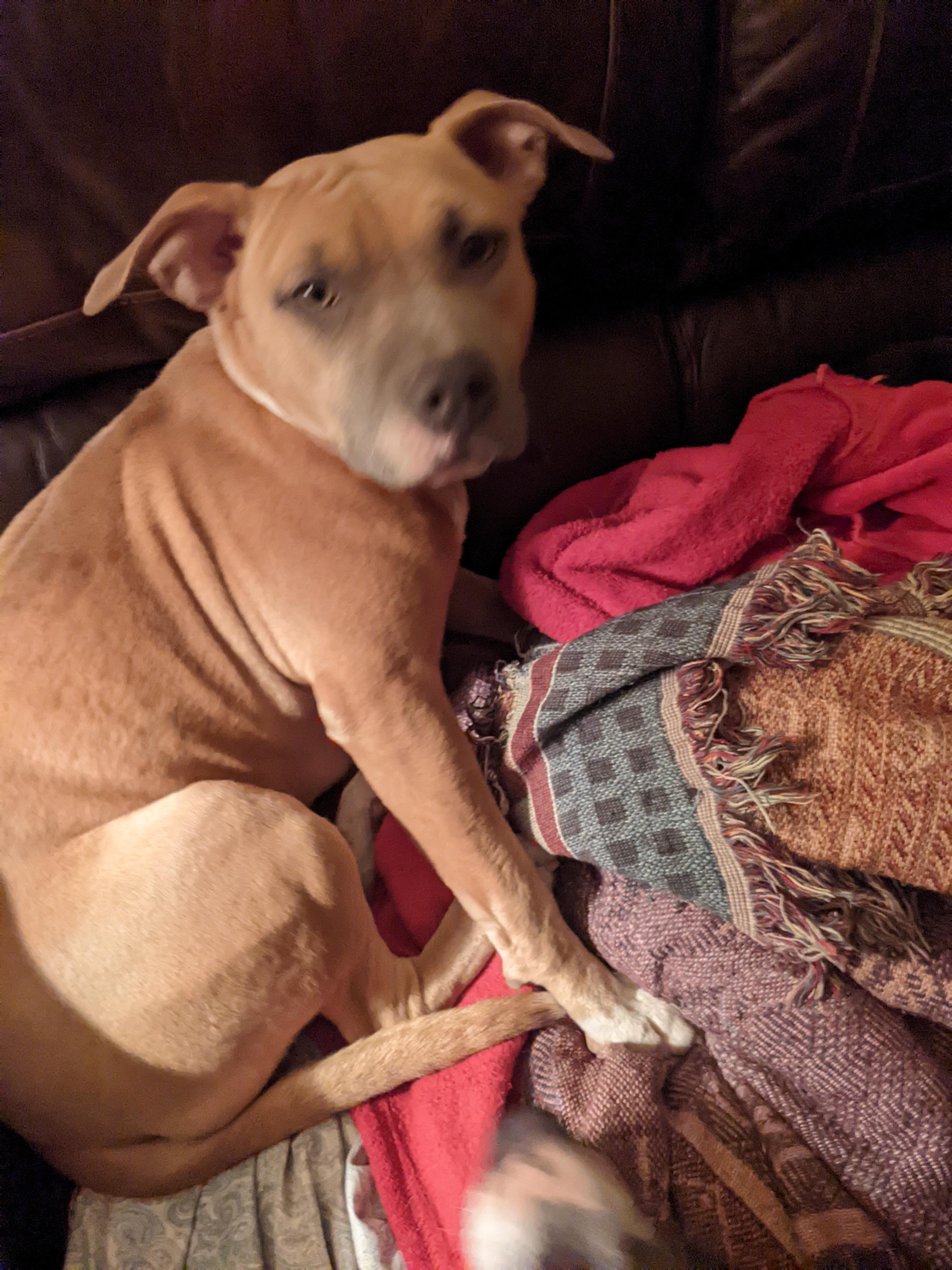 Enlarge Annie, a ADOPTABLE mixed breed in Chesapeake, VA image 4/6