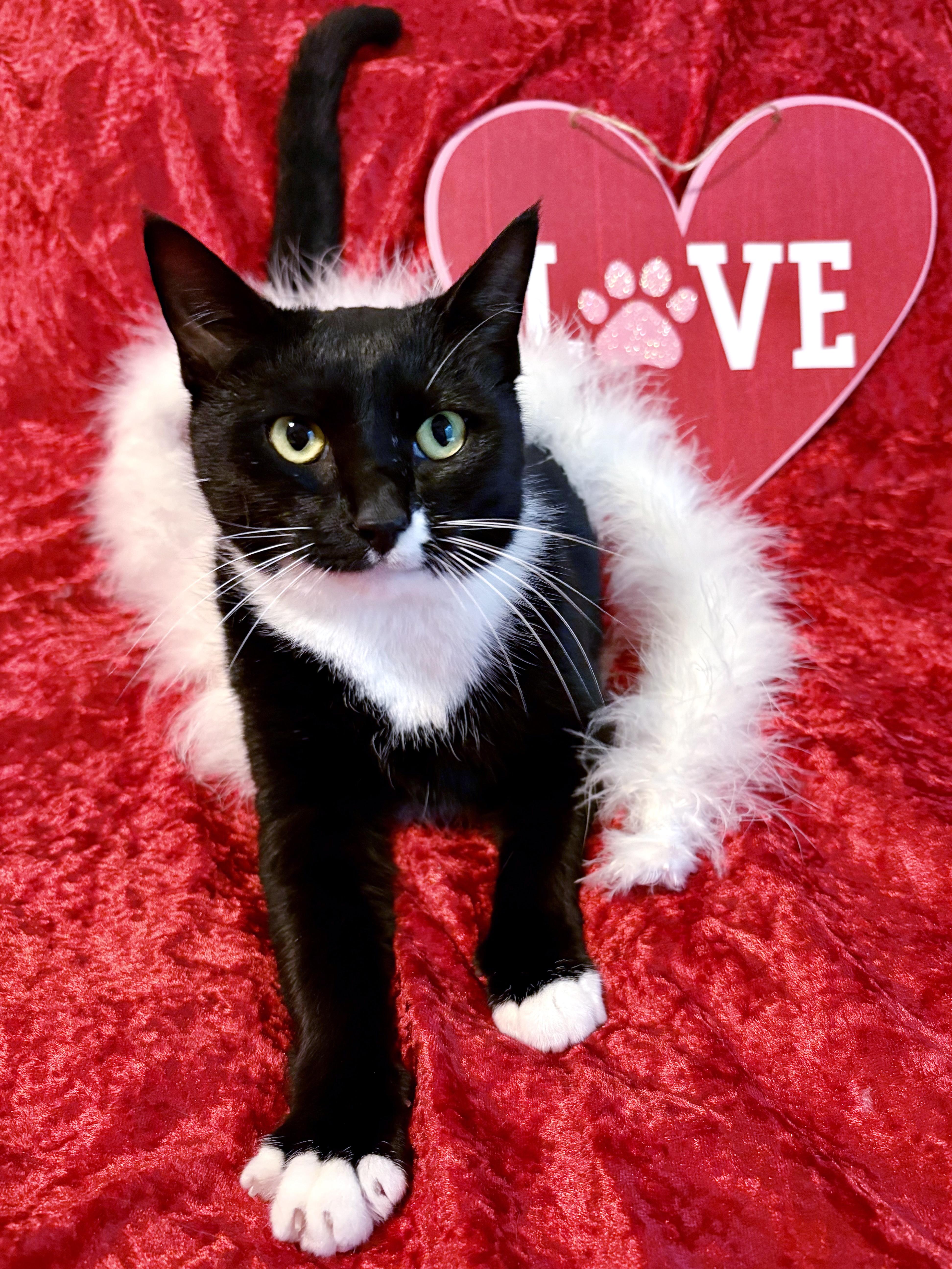 Minnie, an adopted mixed breed in Lake Monroe, FL image 5/6