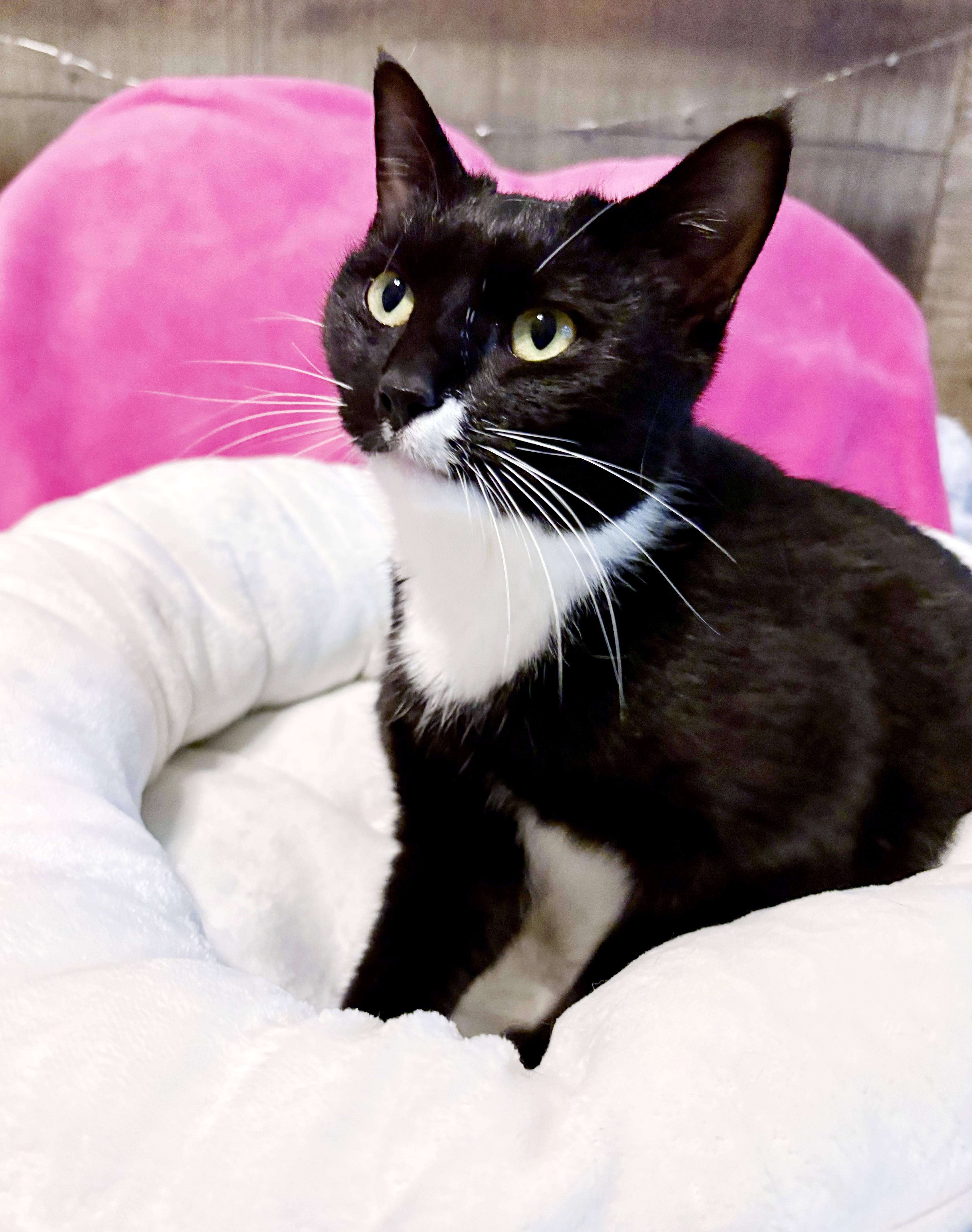 Minnie, an adopted mixed breed in Lake Monroe, FL image 6/6