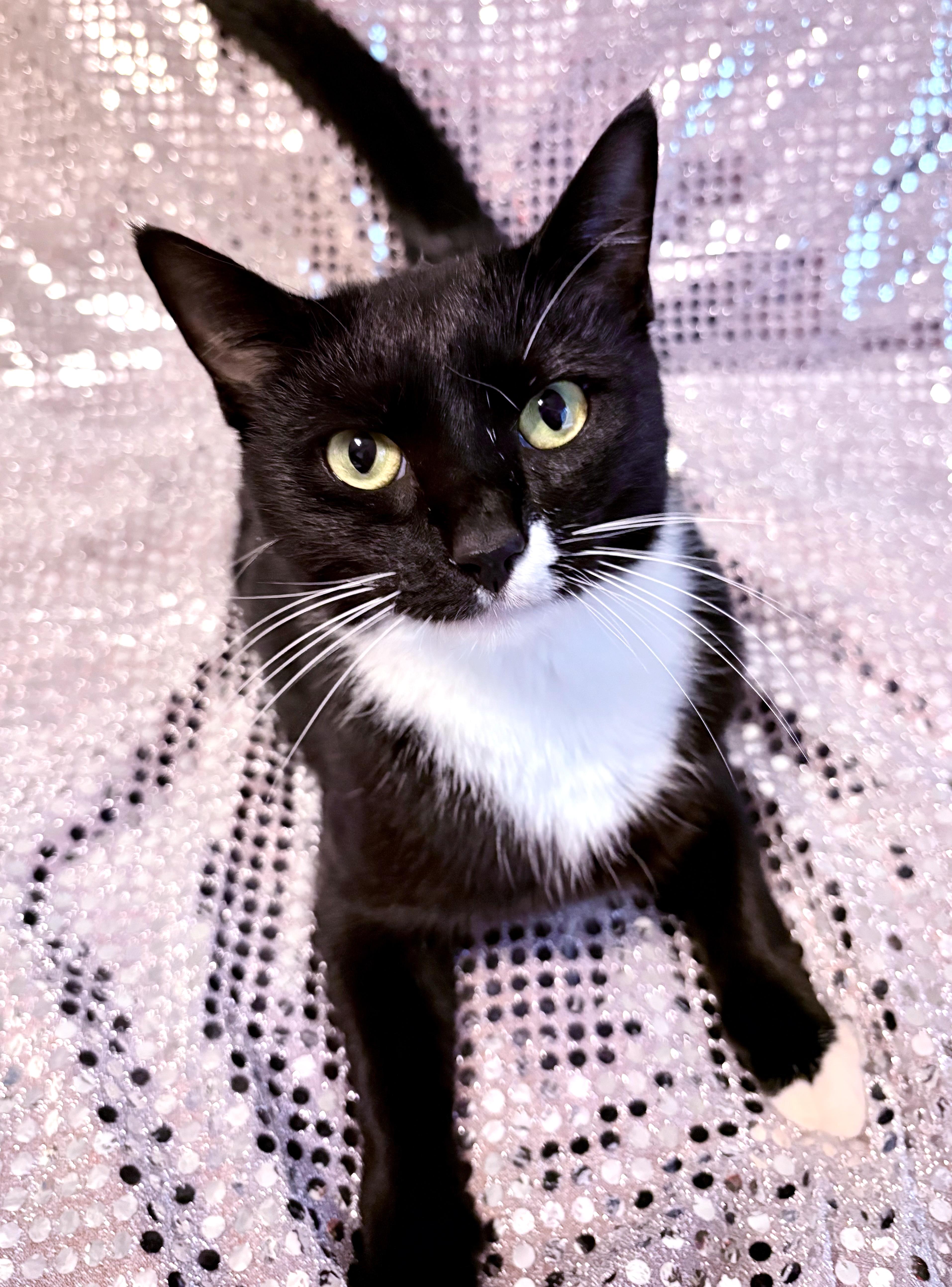 Minnie, an adopted mixed breed in Lake Monroe, FL image 3/6