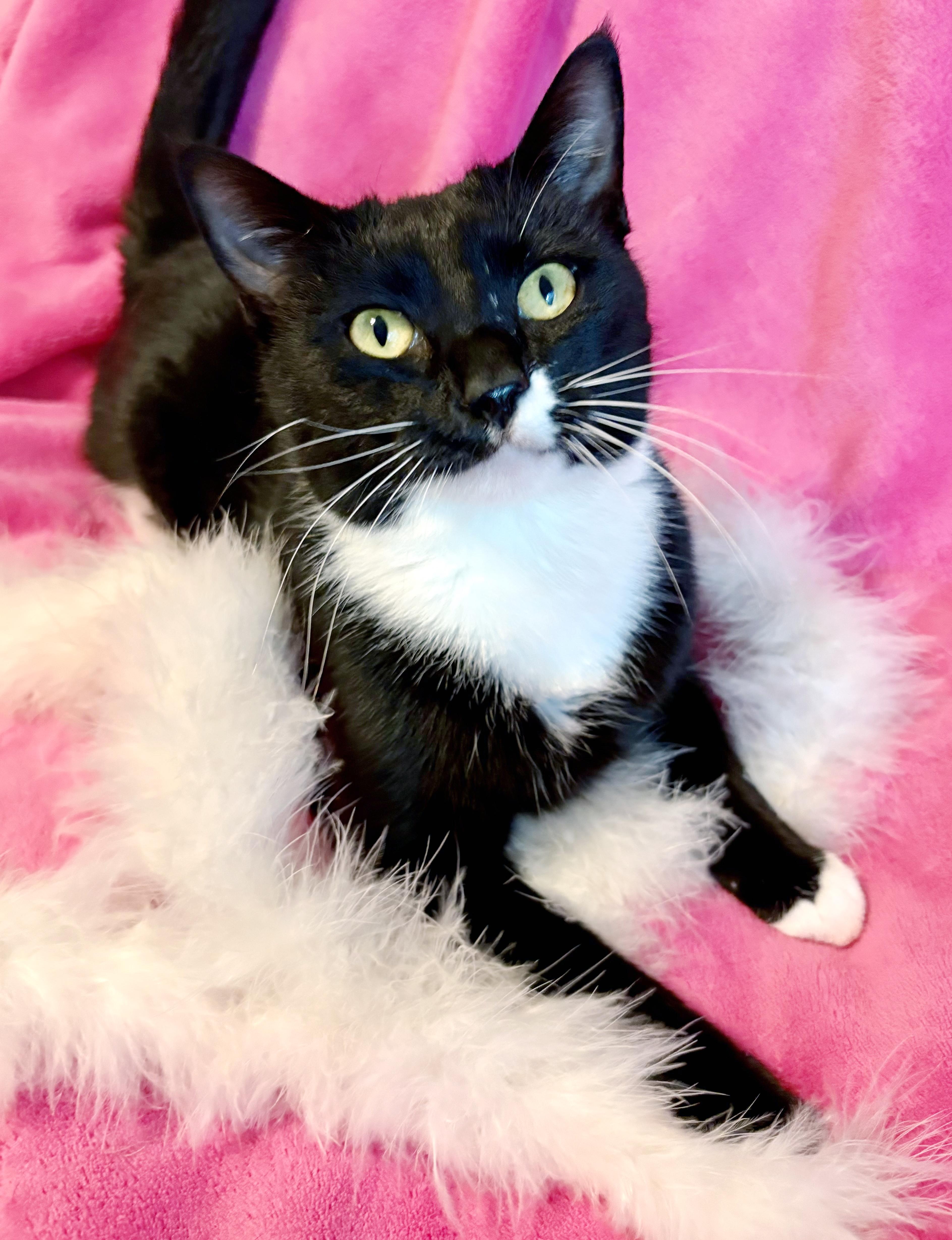 Minnie, adopted, Young Female Domestic Short Hair.