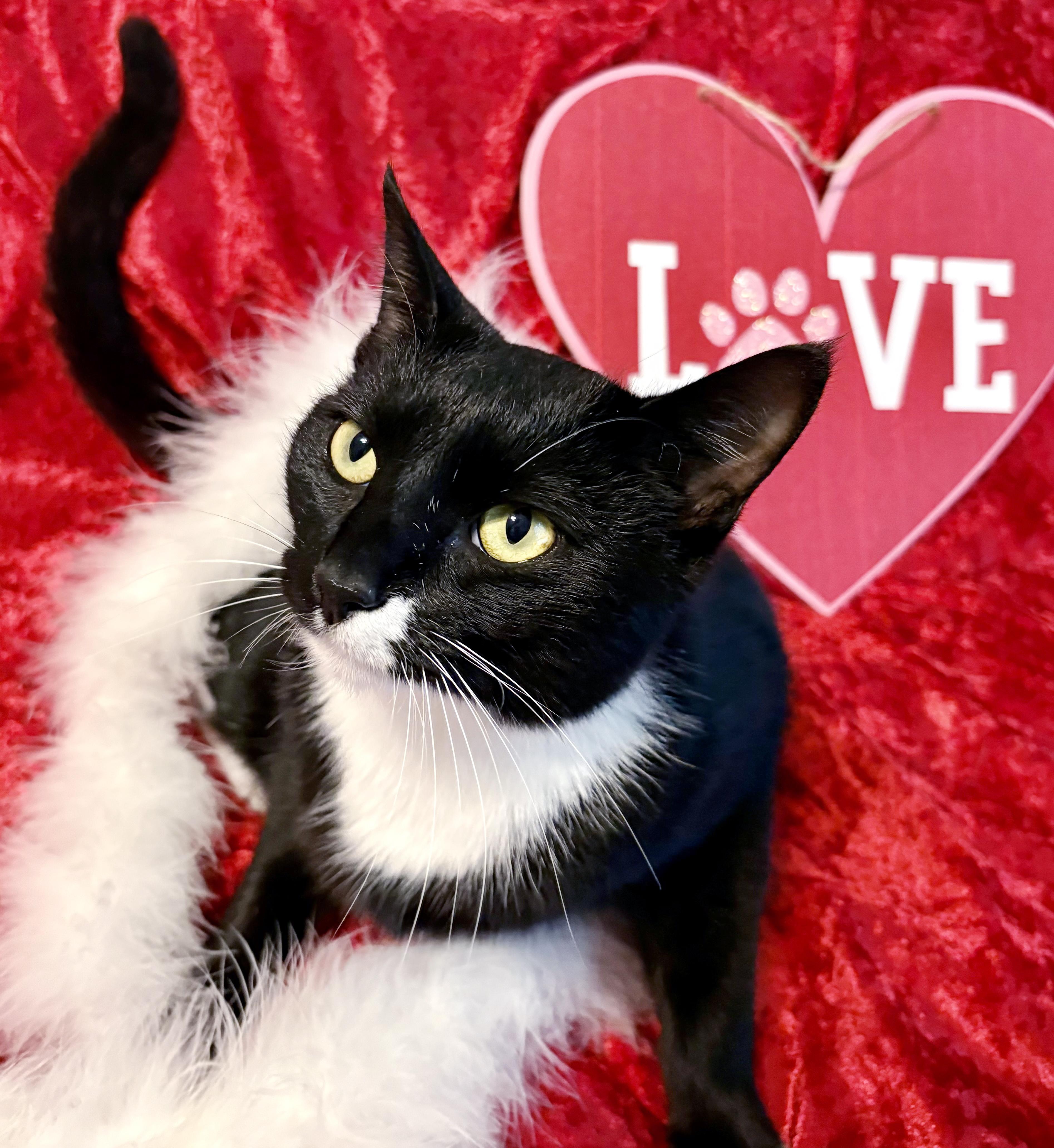 Minnie, an adopted mixed breed in Lake Monroe, FL image 2/6