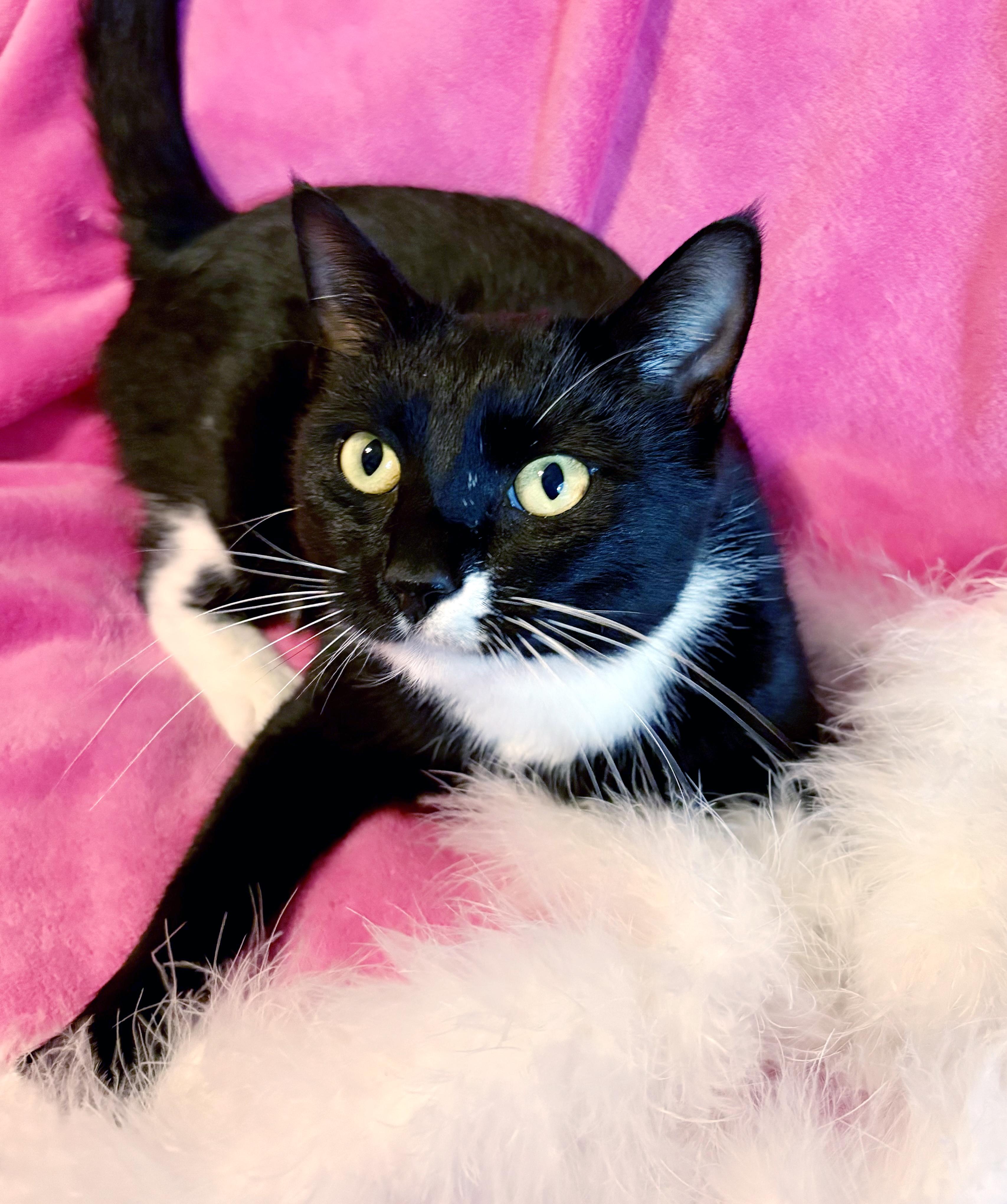 Minnie, an adopted mixed breed in Lake Monroe, FL image 4/6