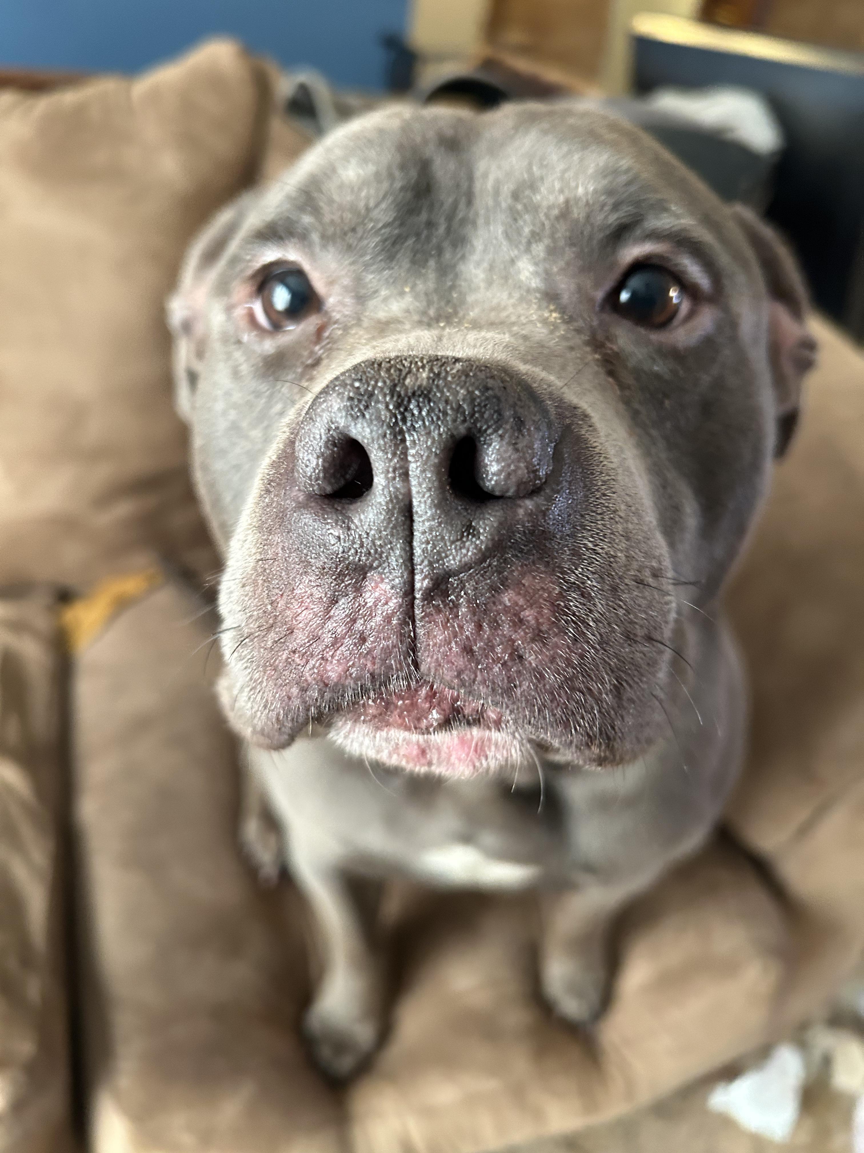 Enlarge Bruno, a Adoptable mixed breed in Roachdale, IN image 2/5