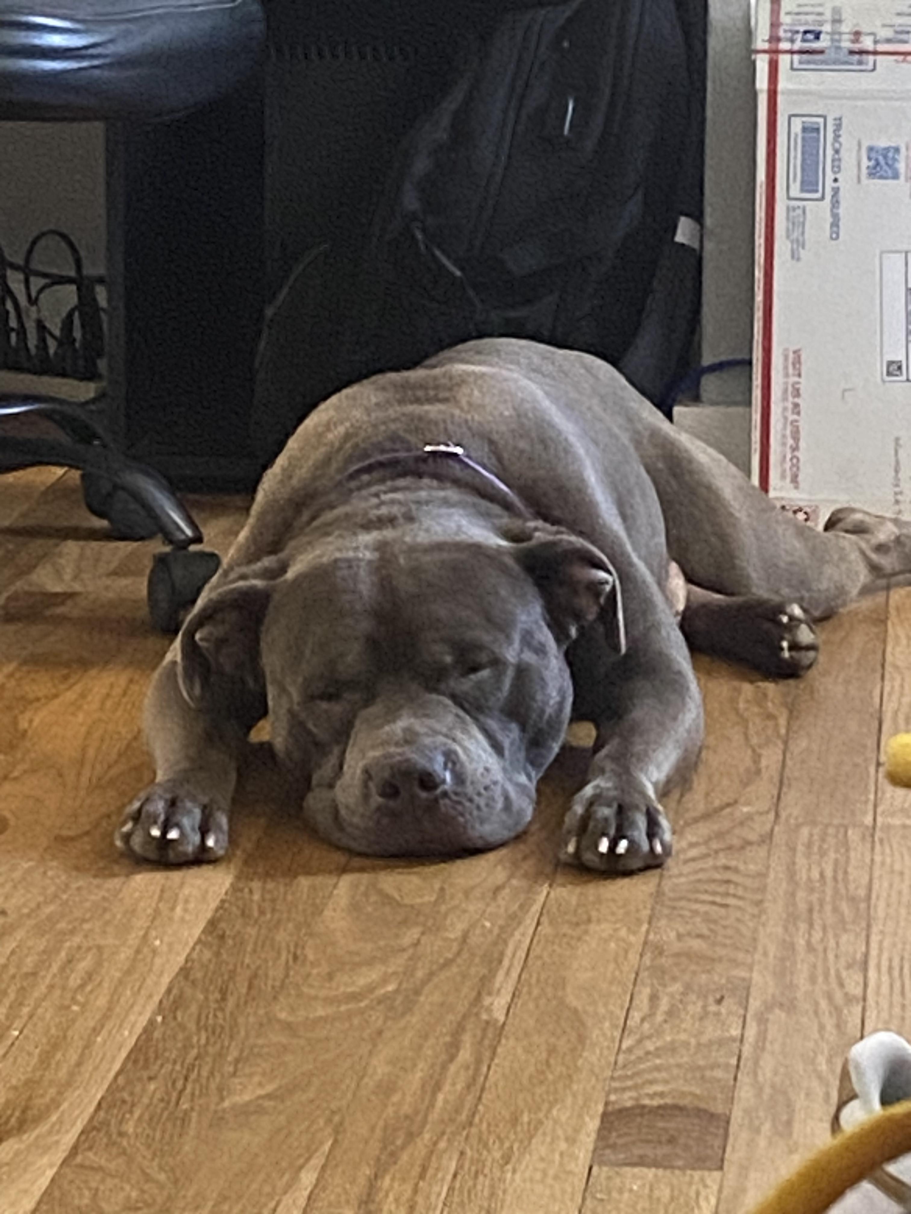 Enlarge Bruno, a Adoptable mixed breed in Roachdale, IN image 5/5