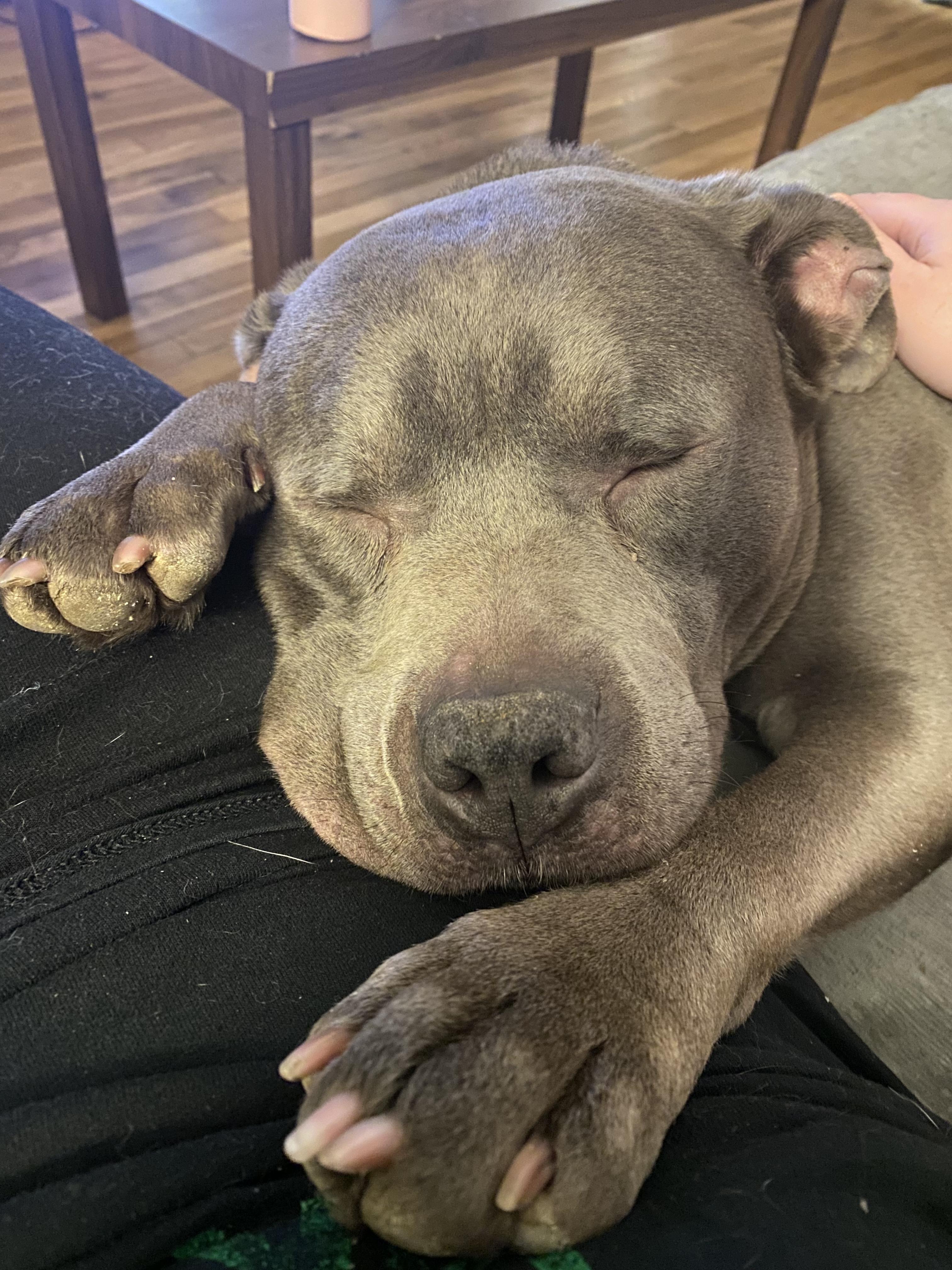 Bruno, Adoptable, Adult Male American Bulldog.