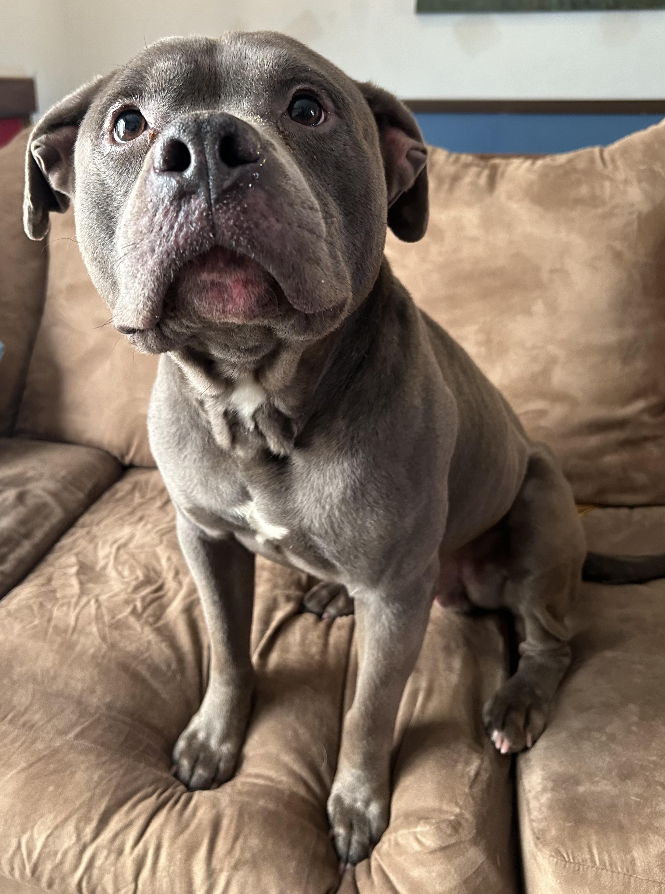 Bruno, Adoptable, Adult Male American Bulldog.