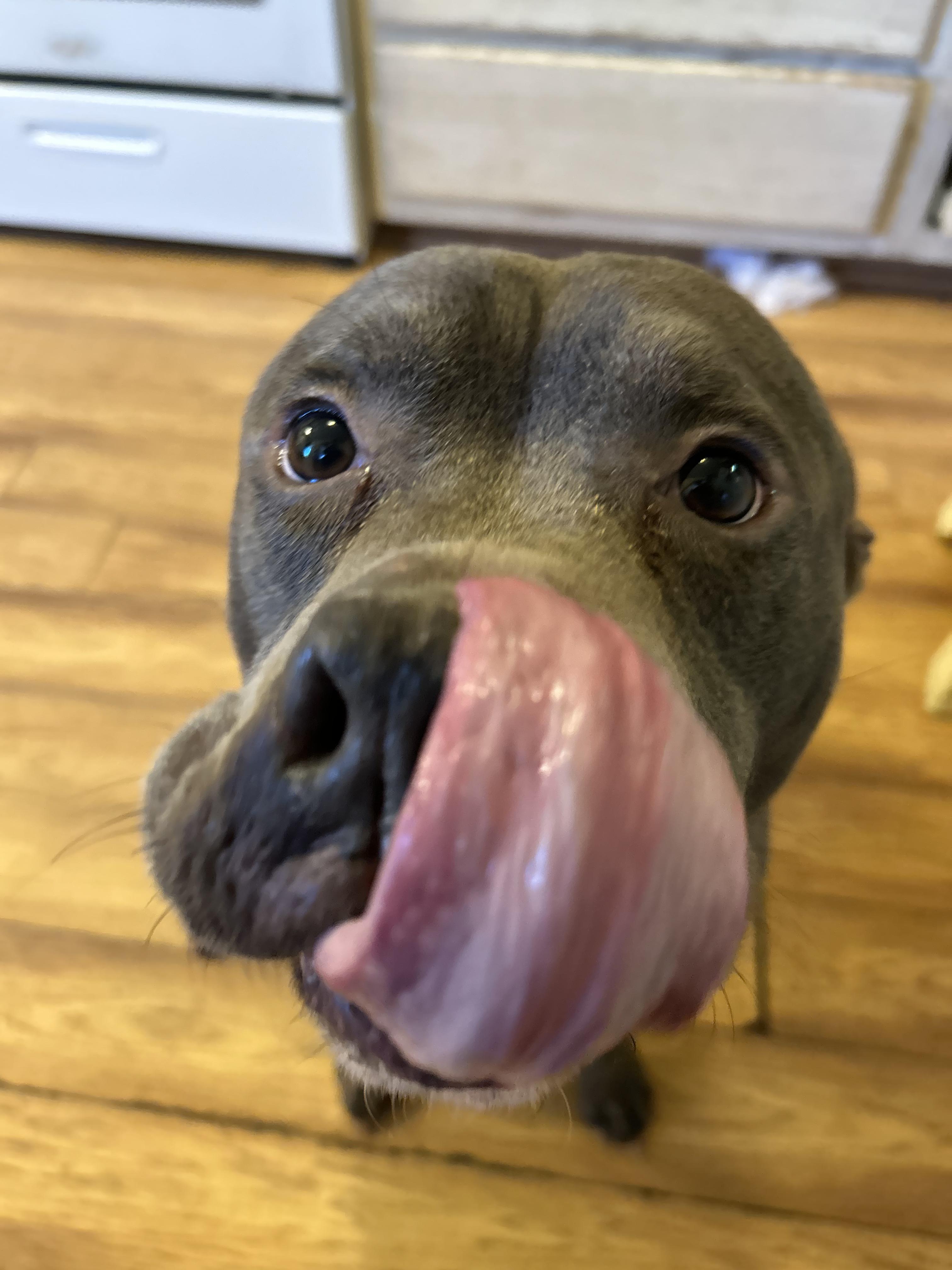 Enlarge Bruno, a Adoptable mixed breed in Roachdale, IN image 3/5