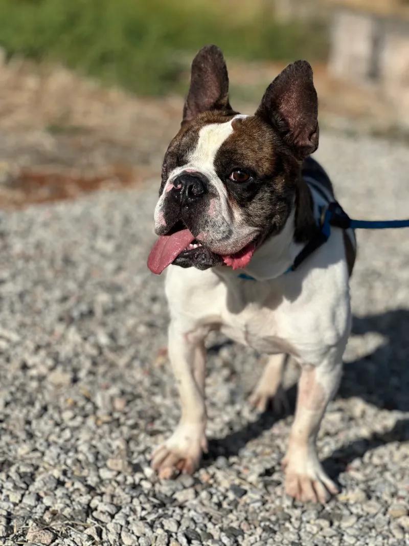 Dog for adoption - Uno, a French Bulldog &amp; Boston Terrier Mix in ...